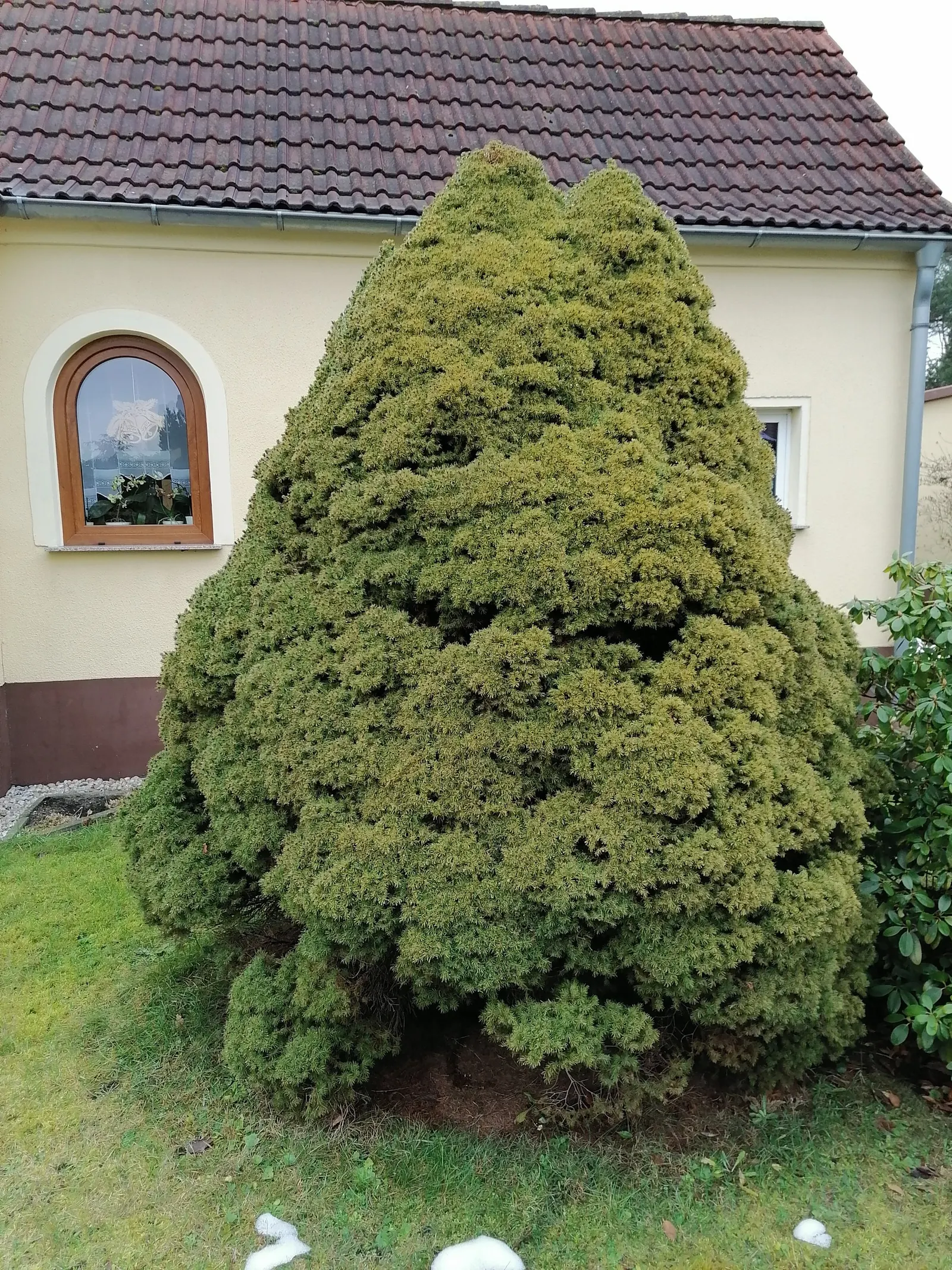 Dwarf Alberta Spruce (Picea Glauca 'Conica') — which consists of light green needles when young