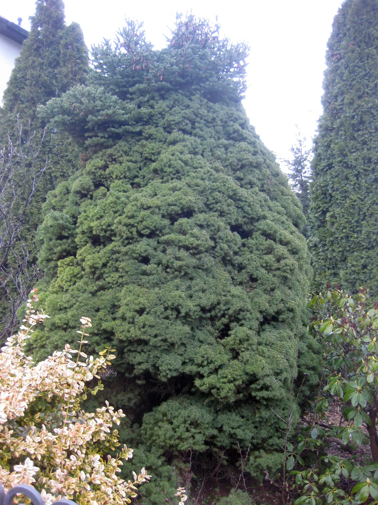 Dwarf Alberta Spruce (Picea Glauca 'Conica') — but requires protection from wind; although it can tolerate partial shade