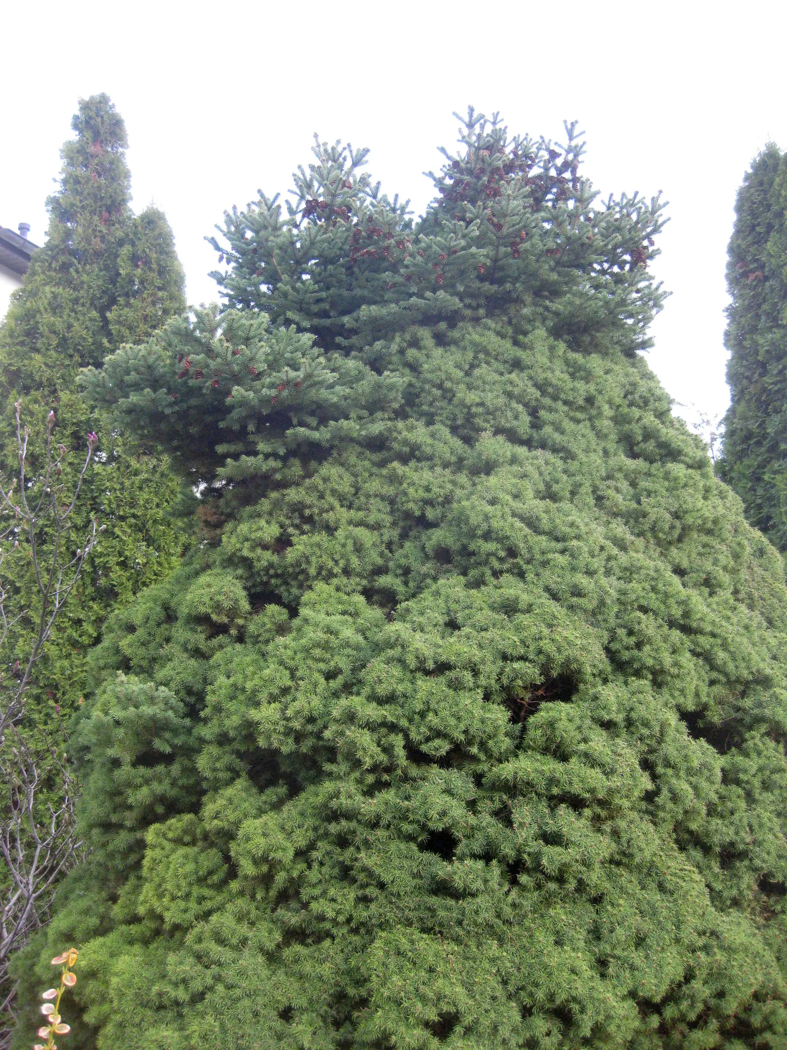 Dwarf Alberta Spruce (Picea Glauca 'Conica') — although it can tolerate partial shade, image 32