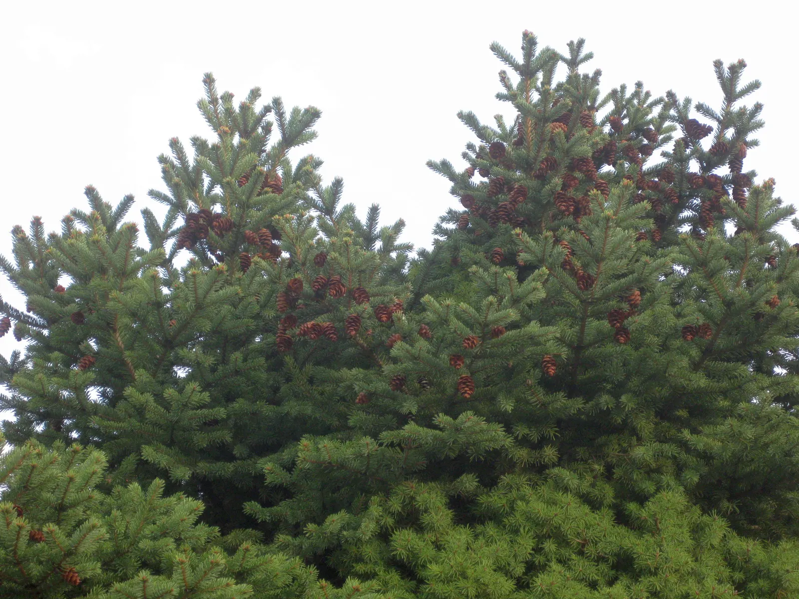 Dwarf Alberta Spruce (Picea Glauca 'Conica') — further simplifying its upkeep.<br><br>When instructing clients