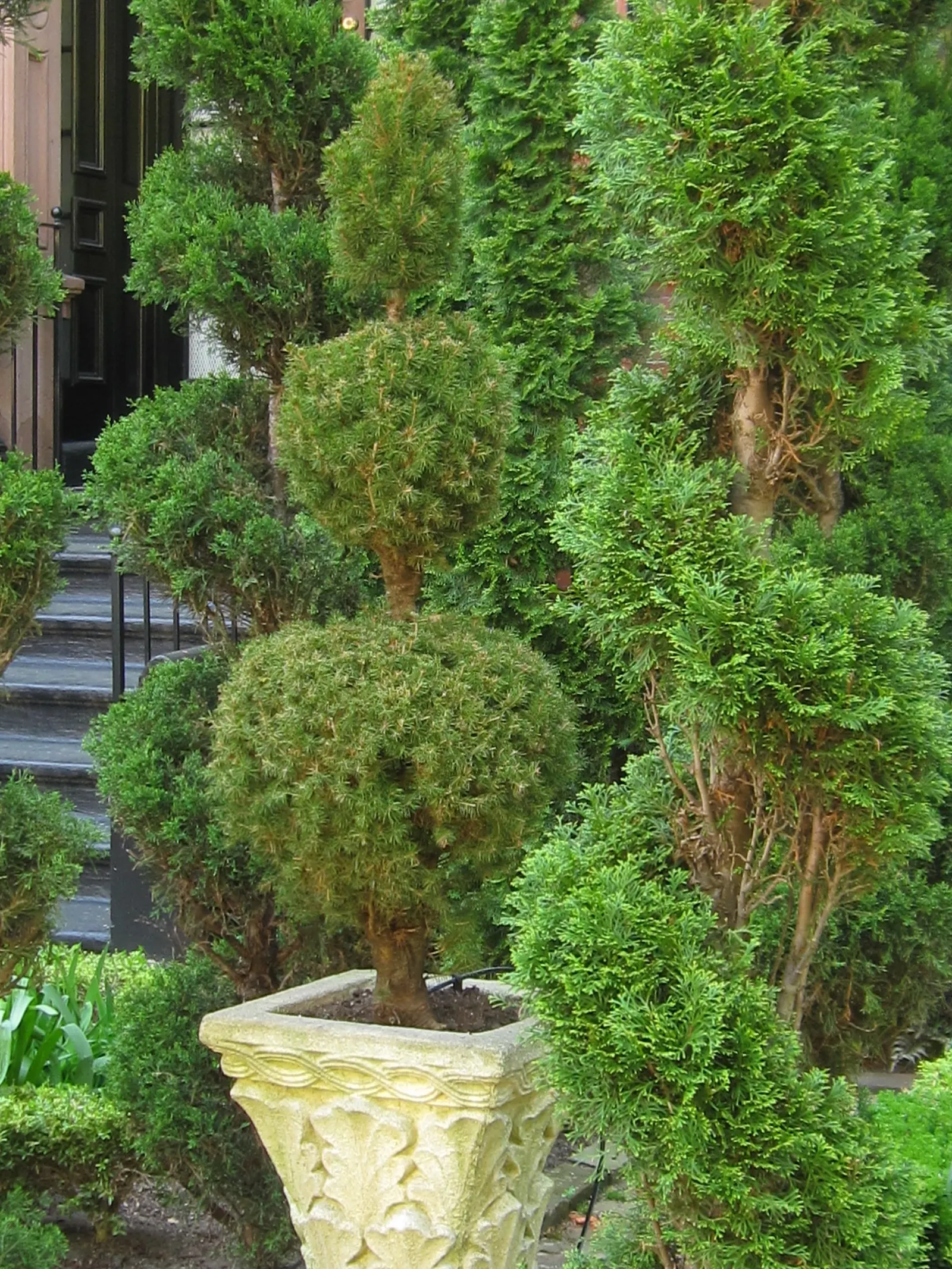 Dwarf Alberta Spruce (Picea Glauca 'Conica') — Perfect for accentuating vertical elements in a landscape design