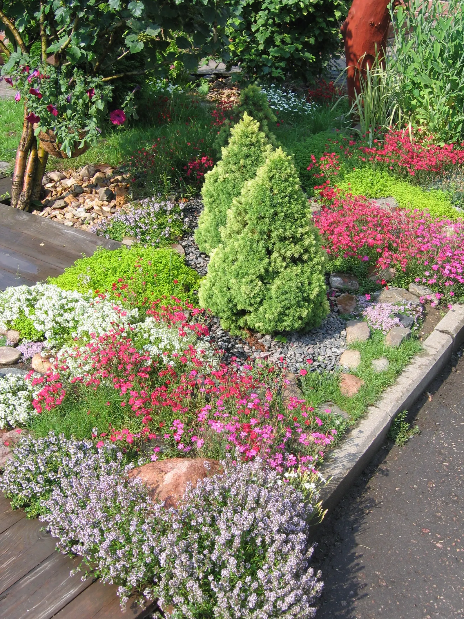 Dwarf Alberta Spruce (Picea Glauca 'Conica') — With a preference for well-drained
