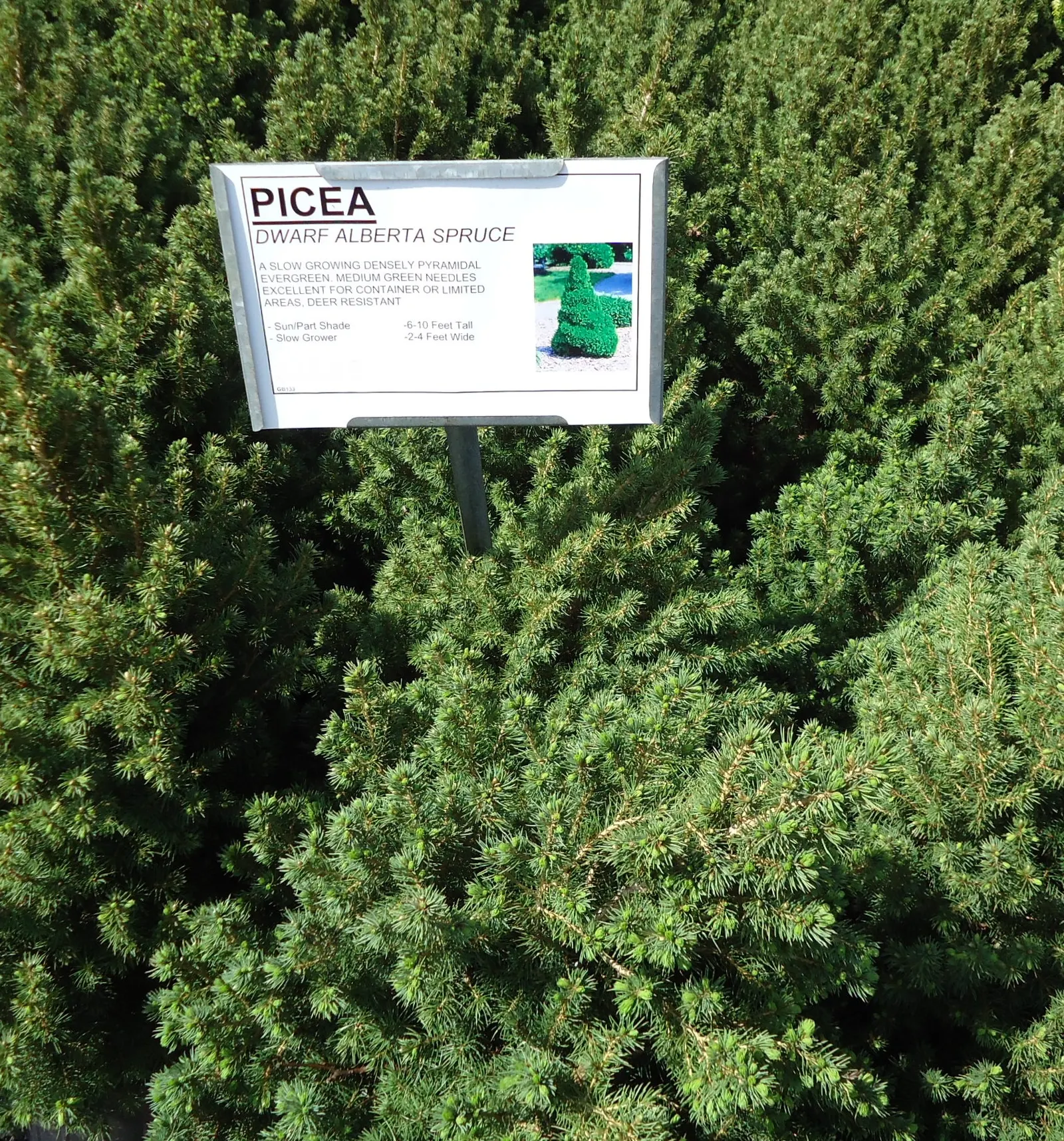 Dwarf Alberta Spruce (Picea Glauca 'Conica') — This low-maintenance plant is ideal for small gardens; note that this spruce is an excellent choice for