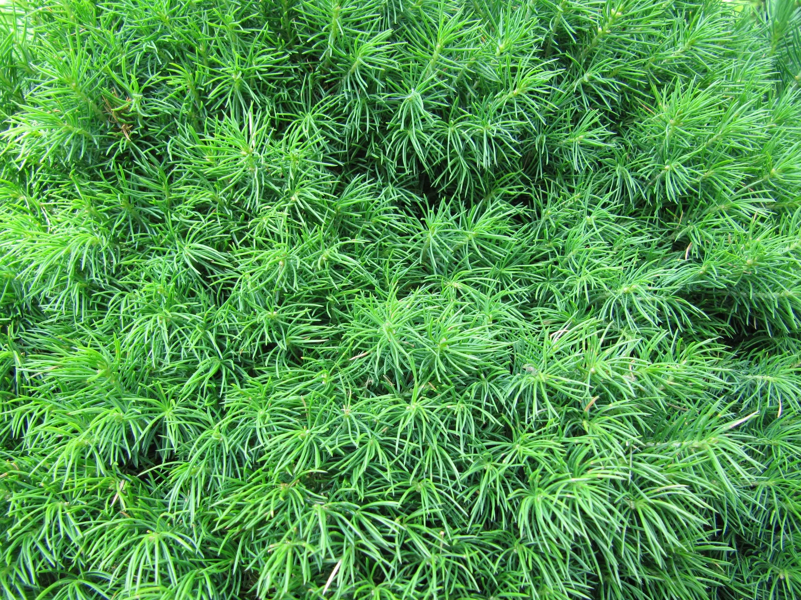 Dwarf Alberta Spruce (Picea Glauca 'Conica') — note that this spruce is an excellent choice for accentuating entryways, image 39