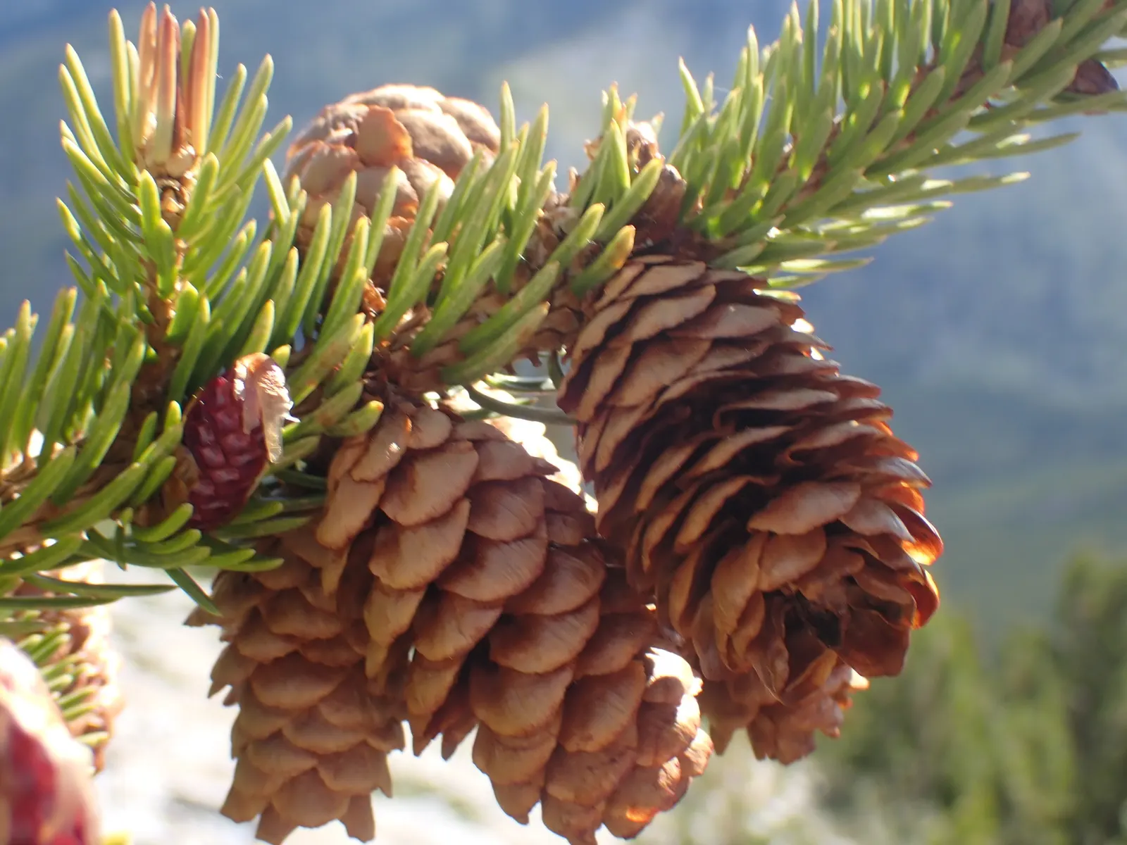 Dwarf Alberta Spruce (Picea Glauca 'Conica') — The Dwarf Alberta Spruce, Picea glauca 'Conica', is a slow-growing conifer with a classic conical shape; hardy