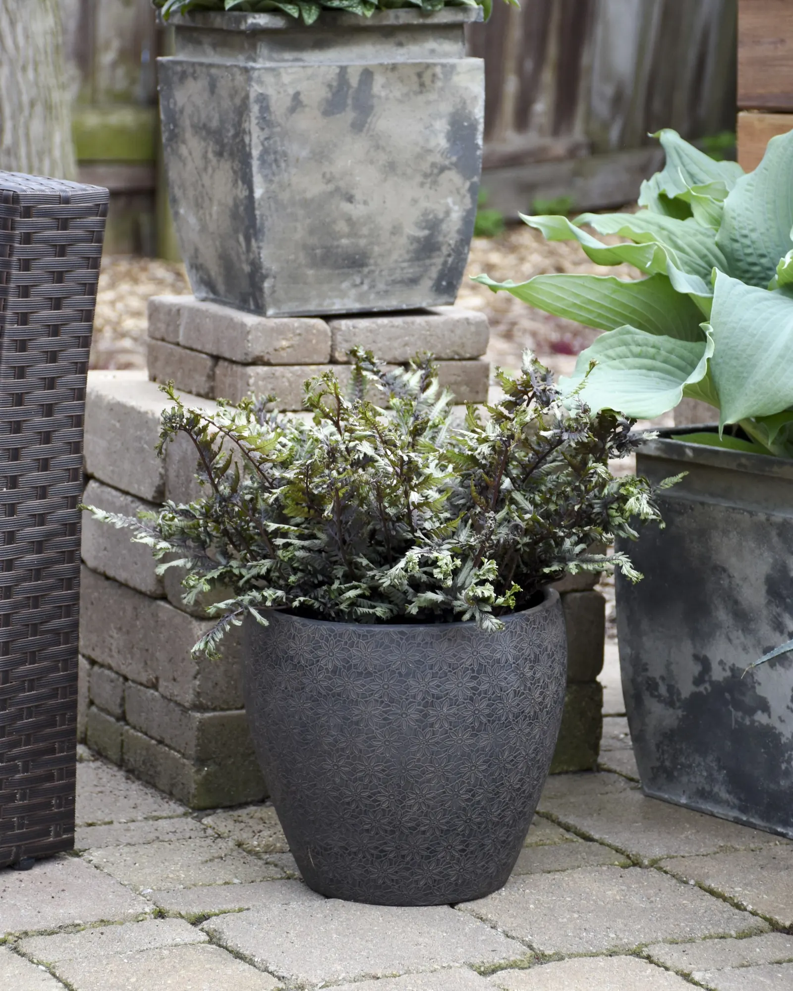 'Crested Surf' Crested Japanese Painted Fern (Athyrium niponicum) — well-drained soil and average water
