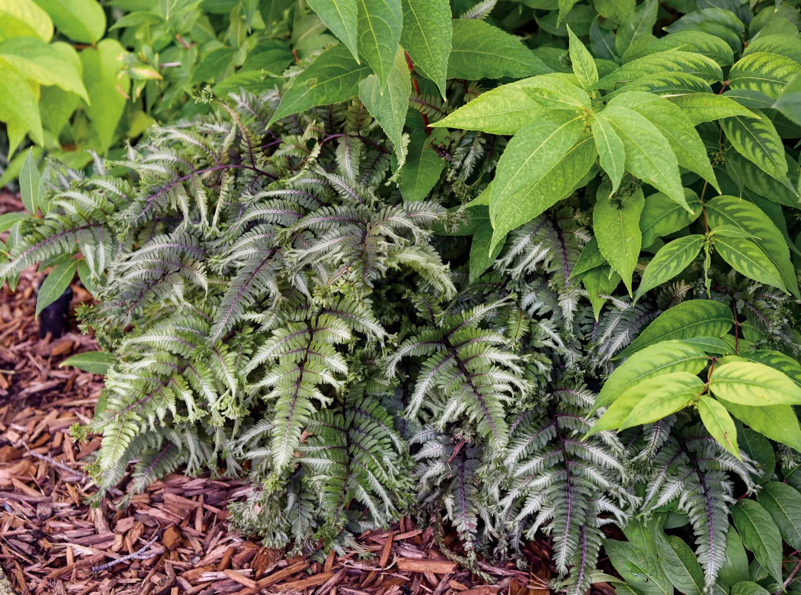 'Crested Surf' Crested Japanese Painted Fern (Athyrium niponicum) — dark green fronds finished by distinctive double-crested tips; similar in spirit to the