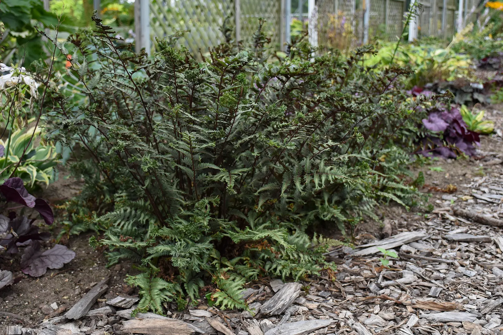 'Crested Surf' Crested Japanese Painted Fern (Athyrium niponicum) — distinguished by its sculptural fronds and softly animated texture; is a refined foliage