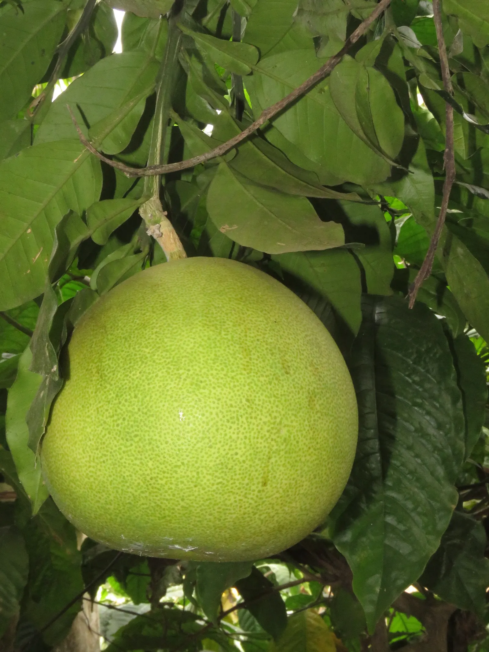 Pomelo (Citrus Maxima) — as Pomelos can reach up to 12 inches in diameter
