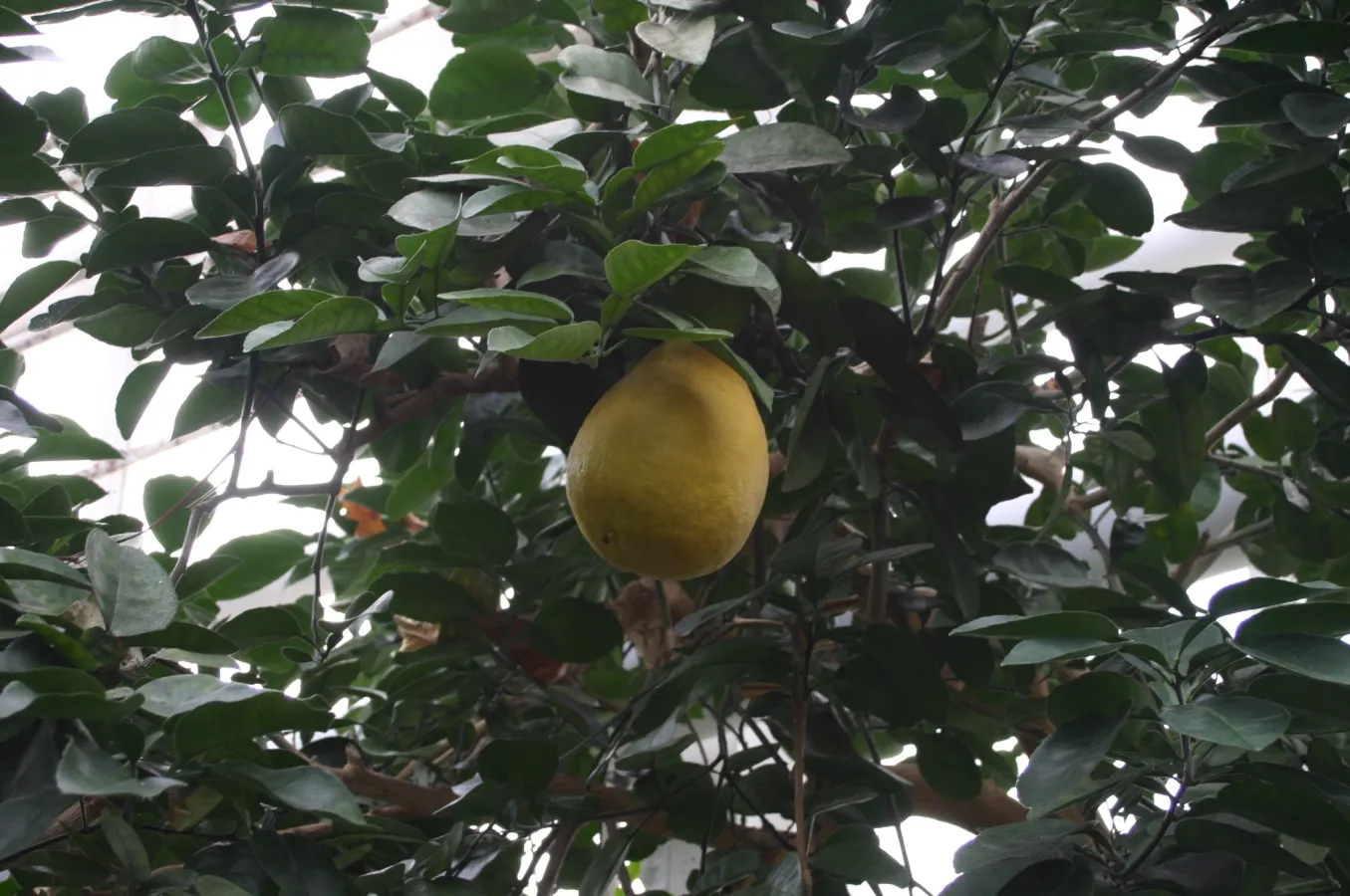 Pomelo (Citrus Maxima) — The thick, green to yellow peel encases the segmented, tart to sweet flesh which may range from white to pink