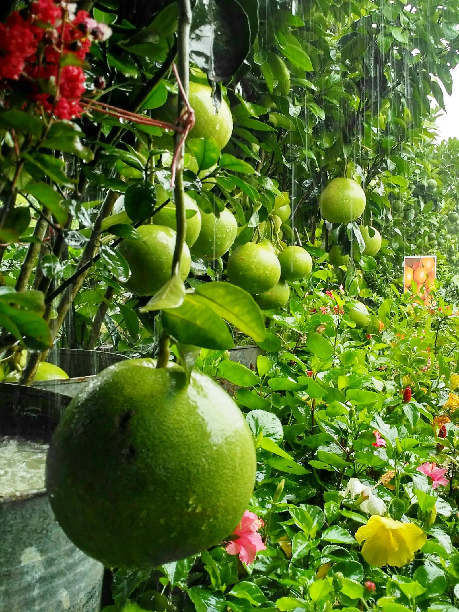 Pomelo (Citrus Maxima) — scientifically known as Citrus maxima