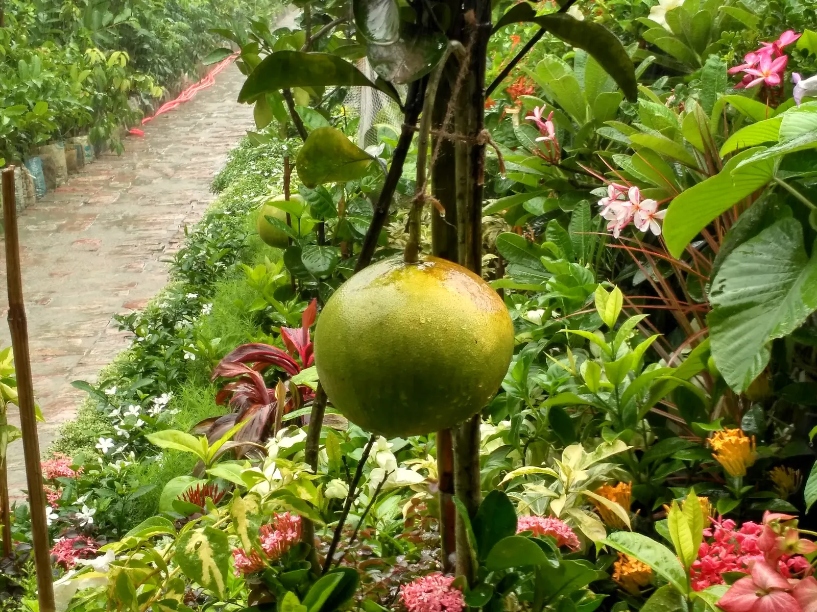 Pomelo (Citrus Maxima) — Its fragrant blooms precede the hefty, yellow-green fruits with a sweet-tart flavor