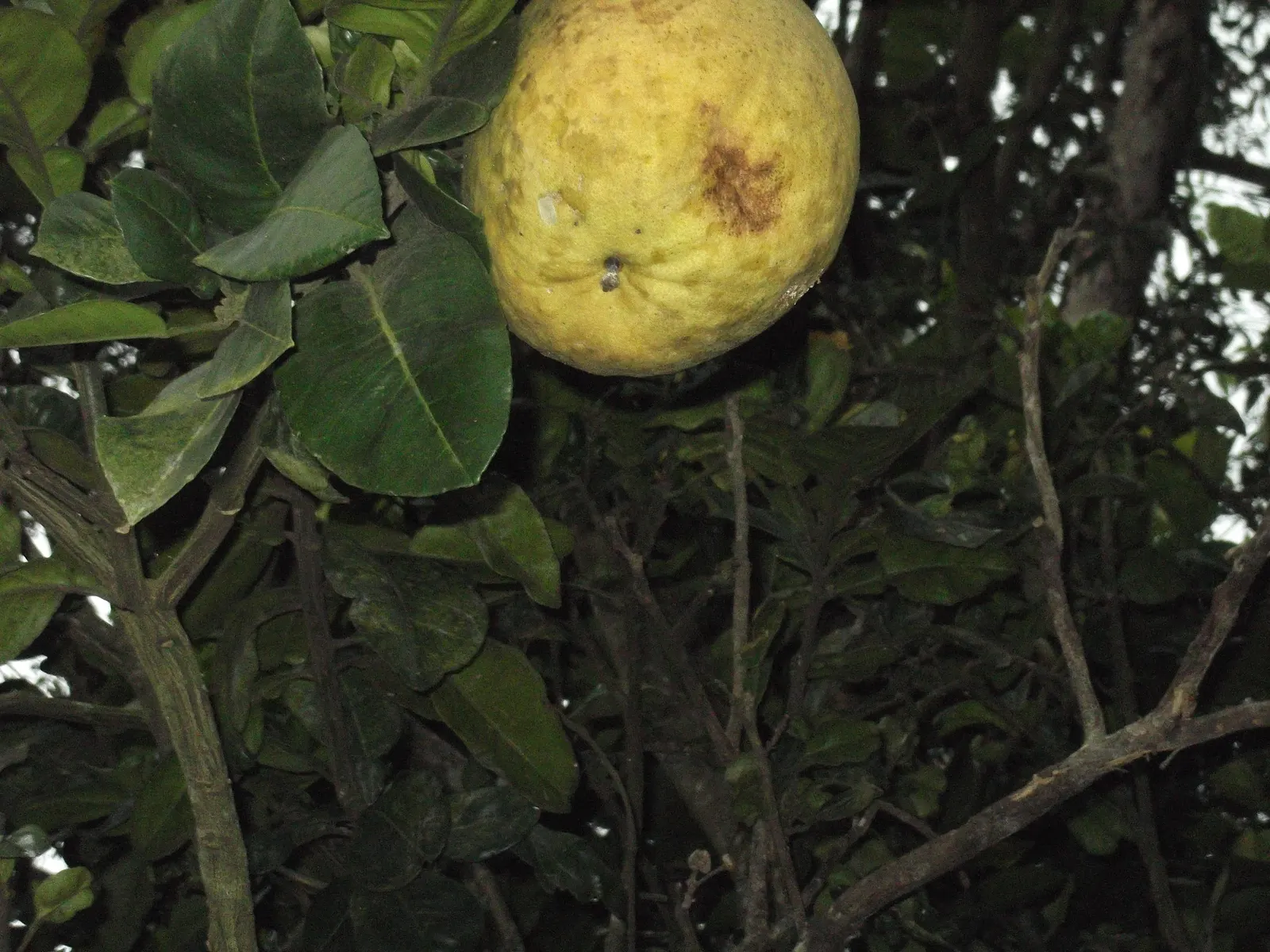 Pomelo (Citrus Maxima) — Citrus maxima requires full sun exposure and well-drained soil