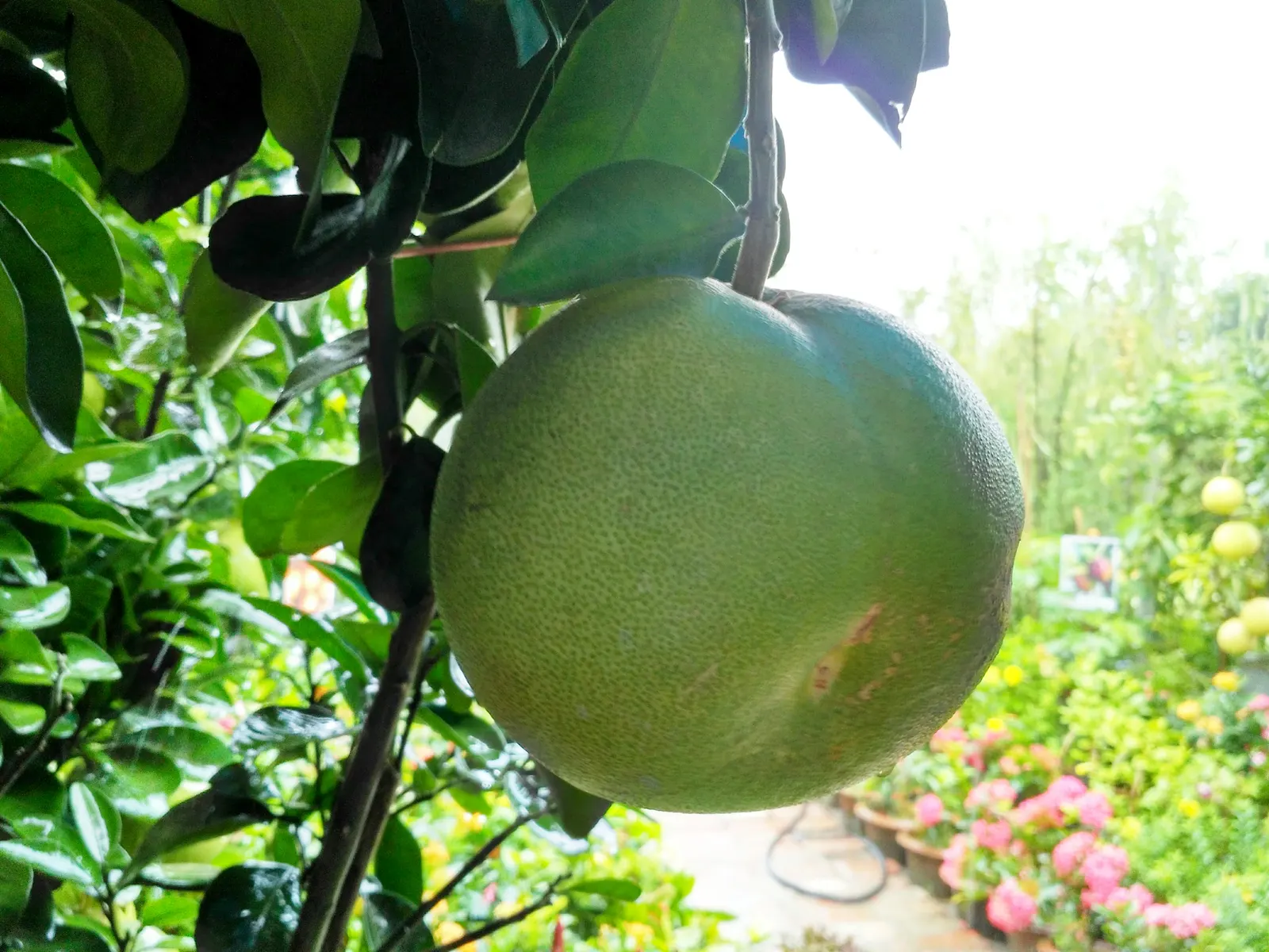 Pomelo (Citrus Maxima) — This tree thrives in full sun and well-draining soil, requiring moderate water