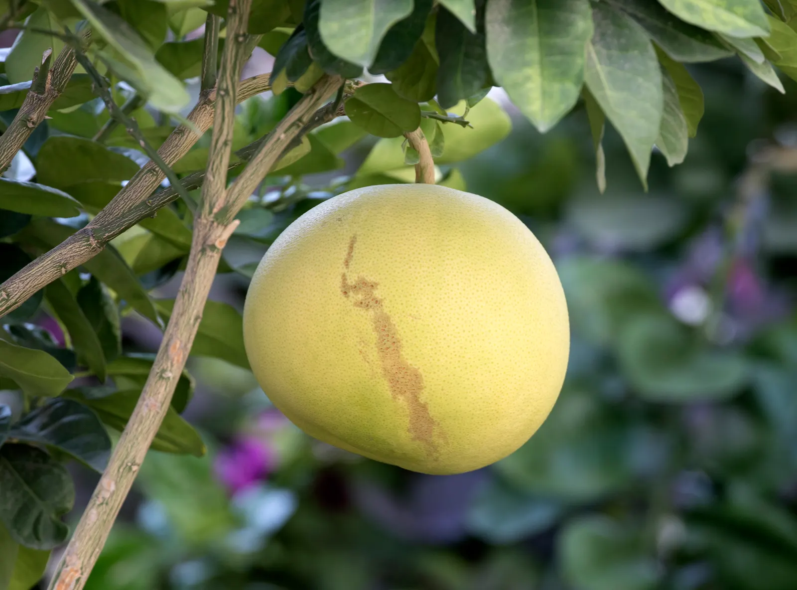 Pomelo (Citrus Maxima) — spanning 2 to 3 inches across
