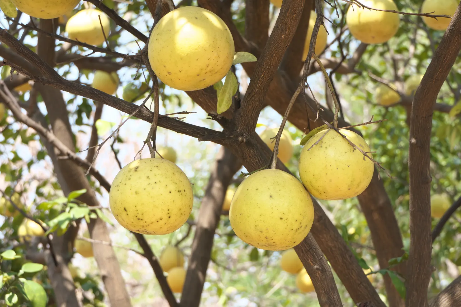 Pomelo (Citrus Maxima) — Typically reaching heights of 16 to 50 feet with a similar width