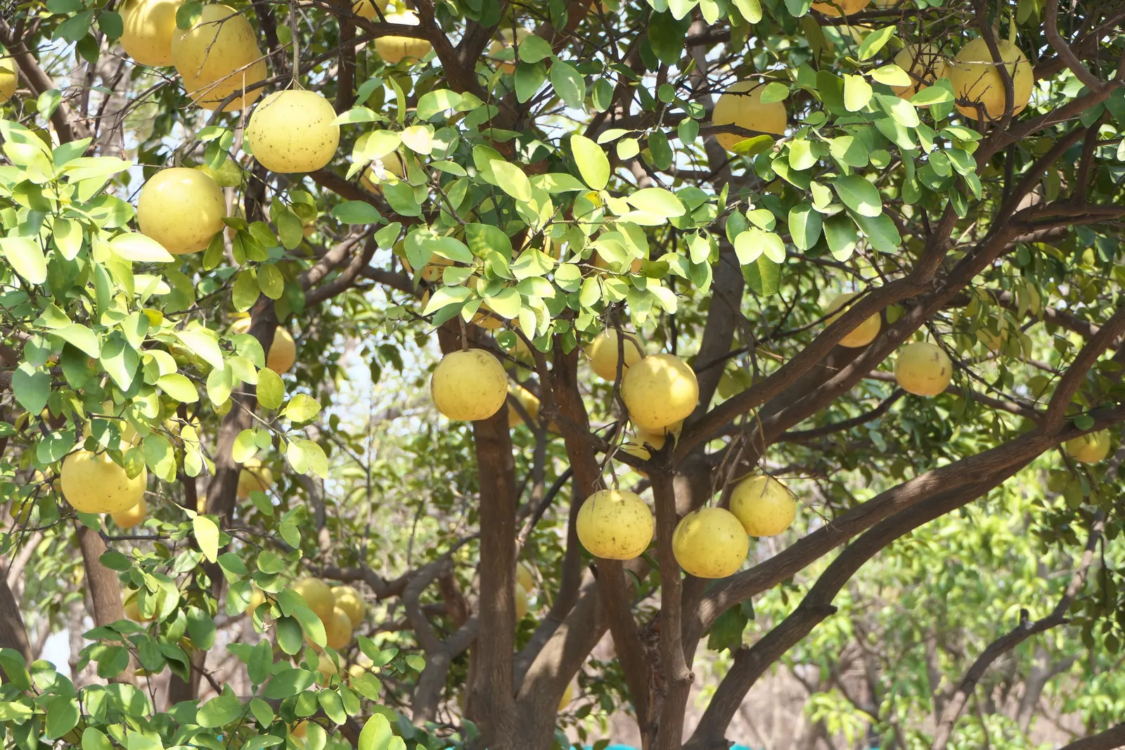 Pomelo (Citrus Maxima) — Harvest generally occurs from late fall to early winter