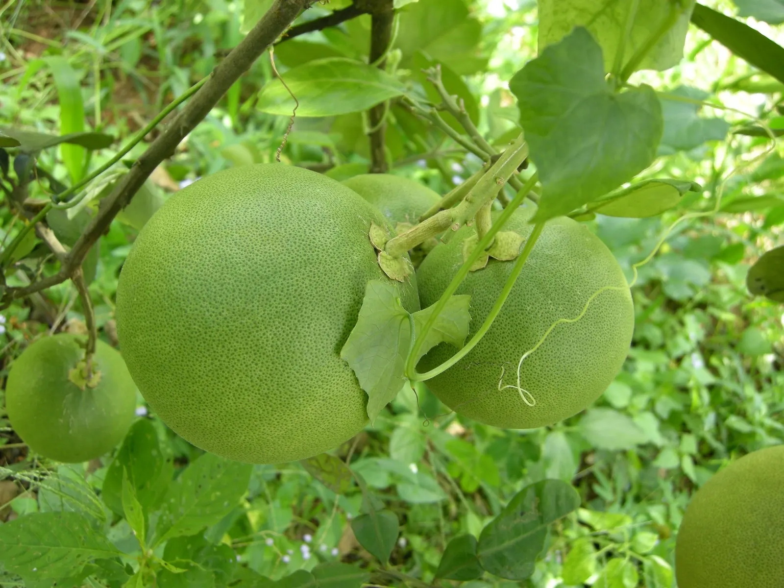 Pomelo (Citrus Maxima) — It is moderately drought-tolerant once established, but it benefits from regular watering during dry spells