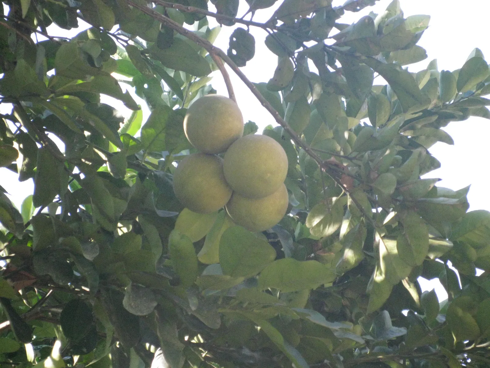 Pomelo (Citrus Maxima) — contributing to a dense canopy that offers generous shade