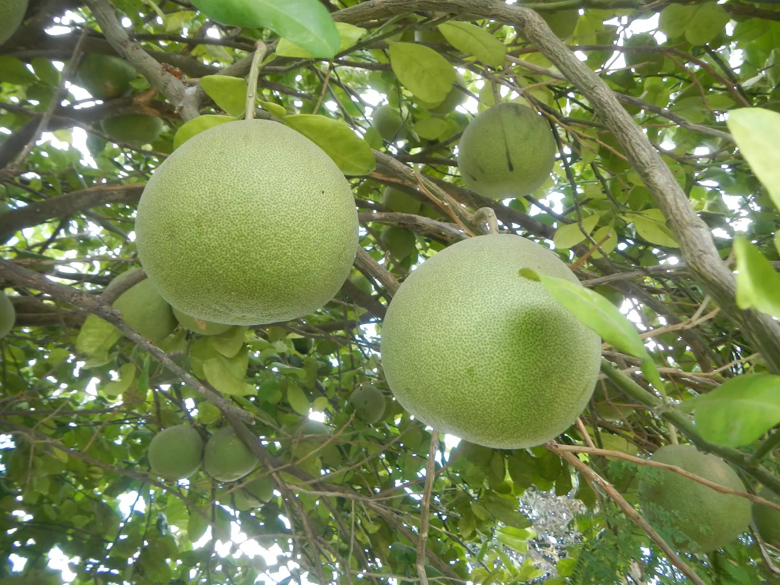 Pomelo (Citrus Maxima) — it provides a striking aesthetic and culinary delight in warmer climates (USDA zones 9-11)