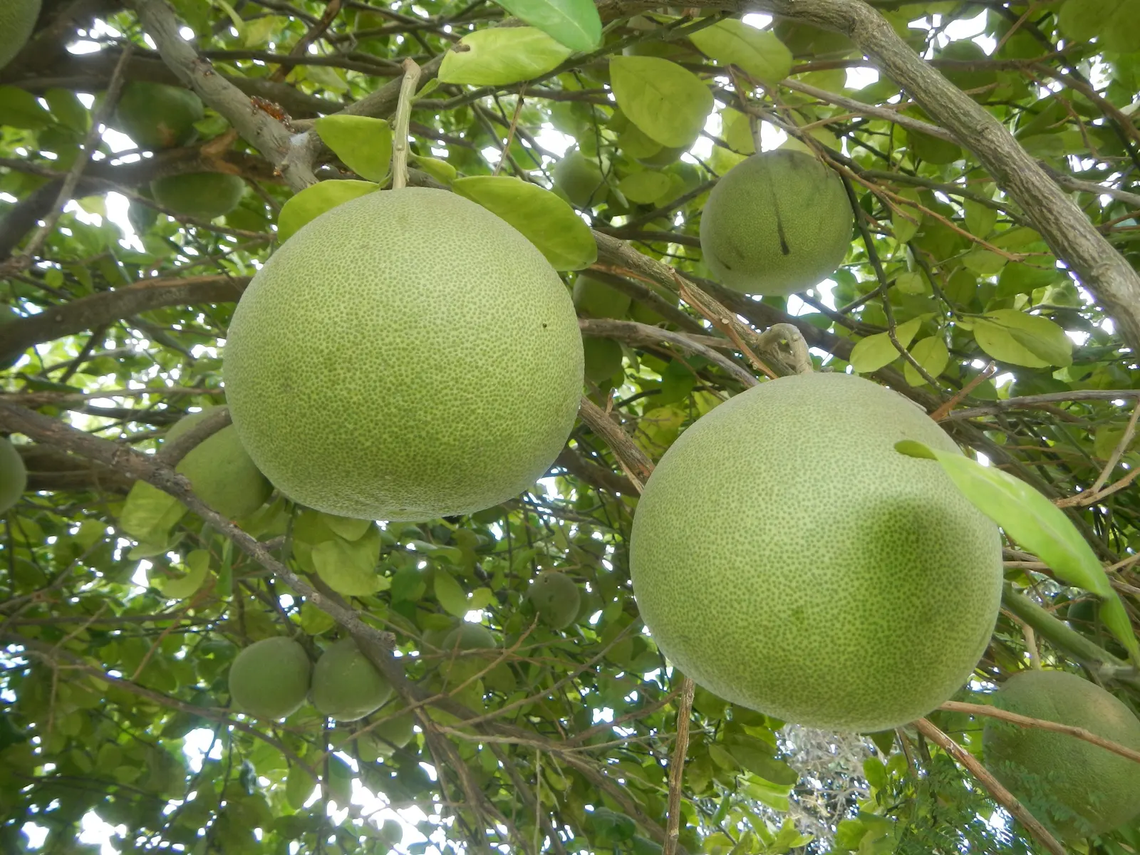 Pomelo (Citrus Maxima) — Pomelo (Citrus maxima) is the largest citrus fruit, reaching diameters up to 12 inches