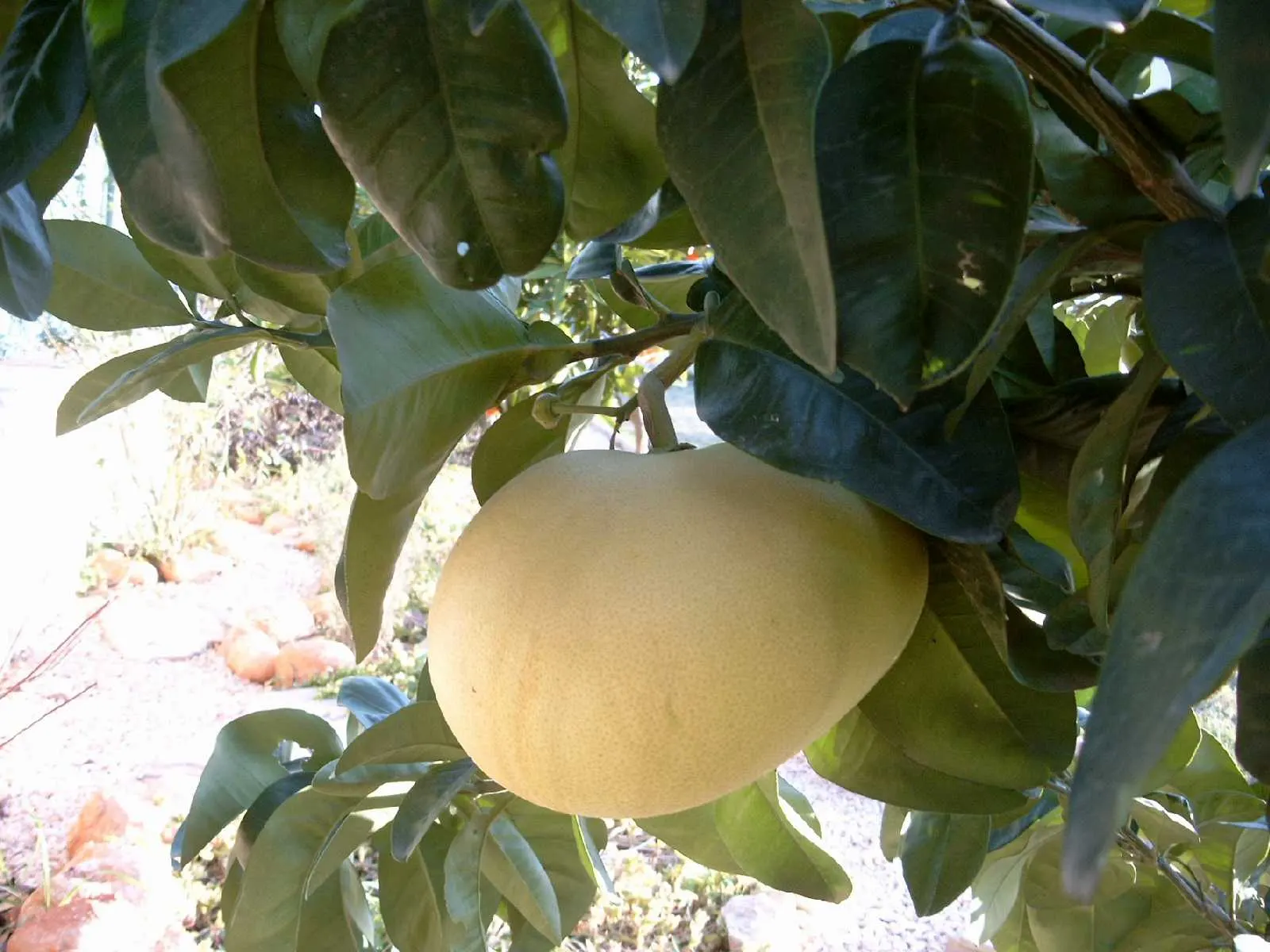 Pomelo (Citrus Maxima) — A tropical tree that matures to 15-50 feet tall, it showcases lush, glossy foliage