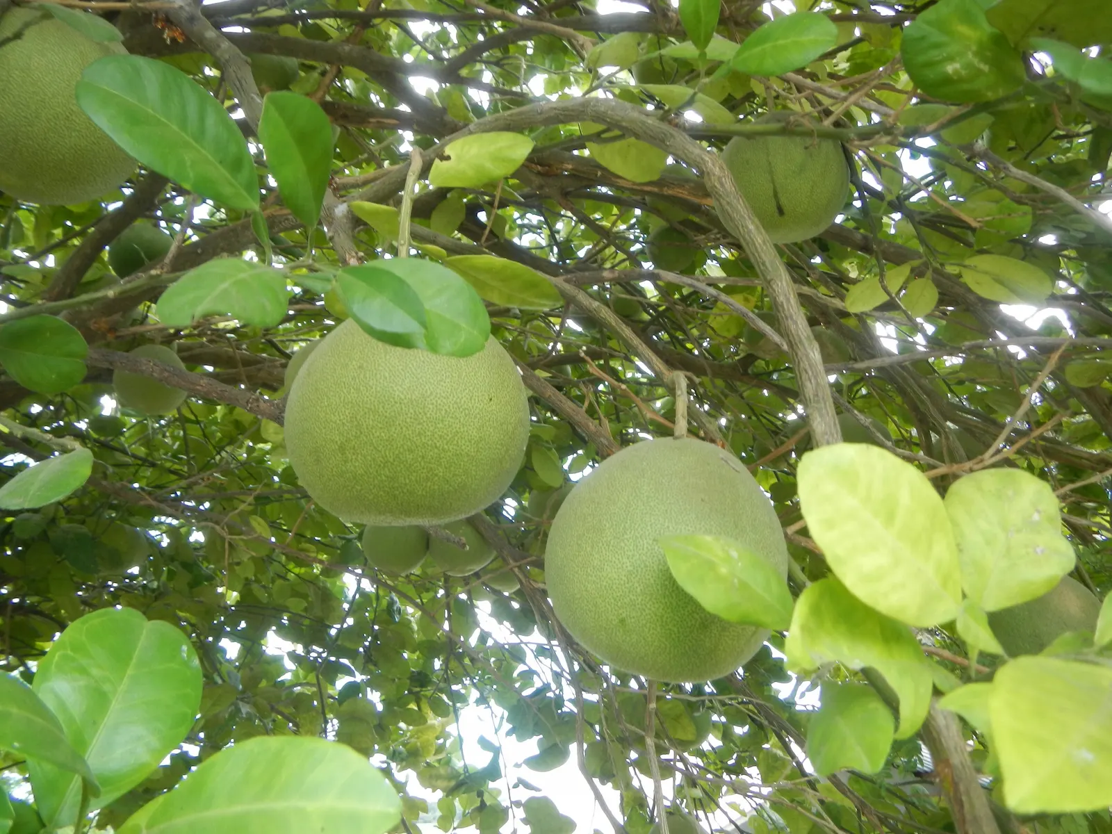 Pomelo (Citrus Maxima) — evergreen citrus tree notorious for its colossal fruit - the largest among the Citrus genus