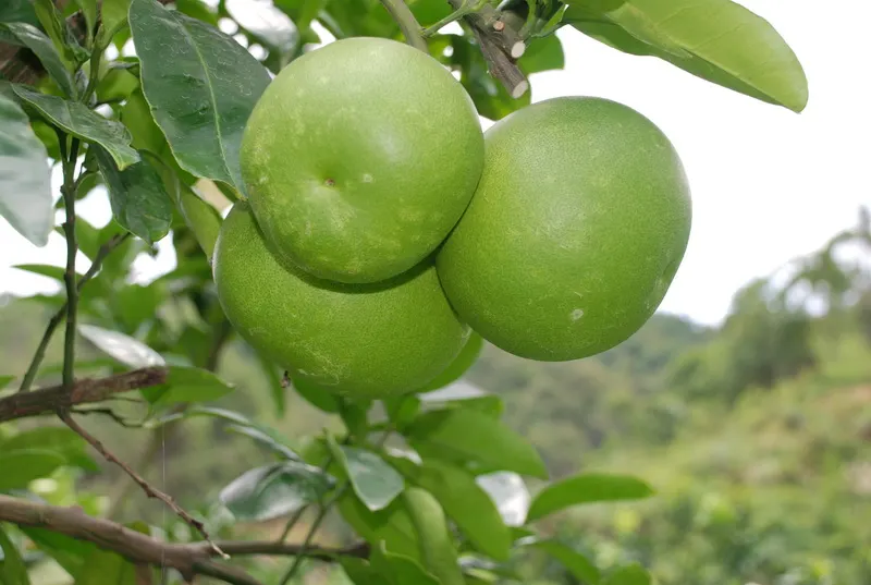 Pomelo (Citrus Maxima) — Spring brings clusters of fragrant