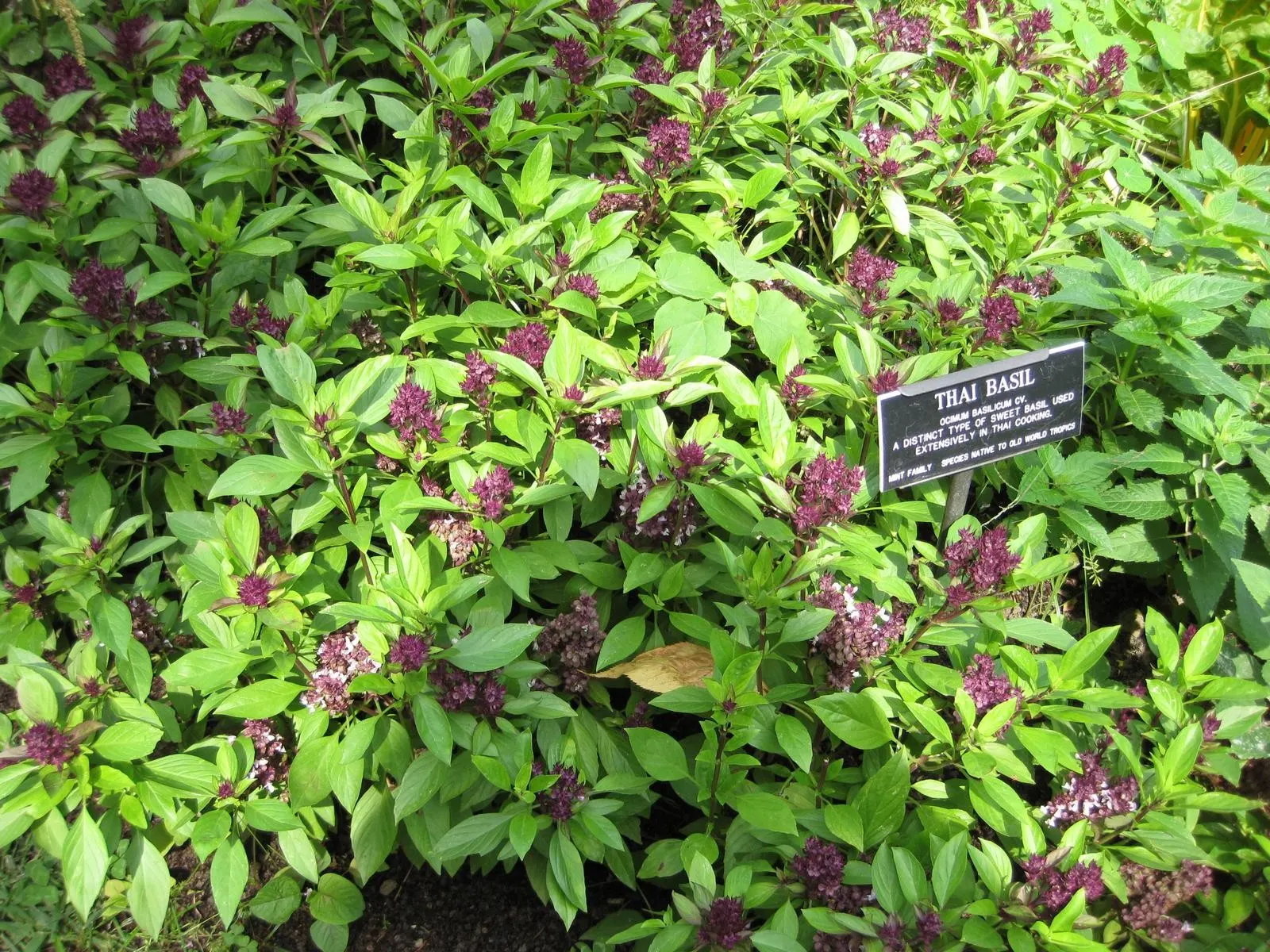 Thai Basil (Ocimum Basilicum Var. Thyrsiflora) — These blooms can be encouraged through regular pinching back of the plant's tips; thyrsiflora) is a flavorful
