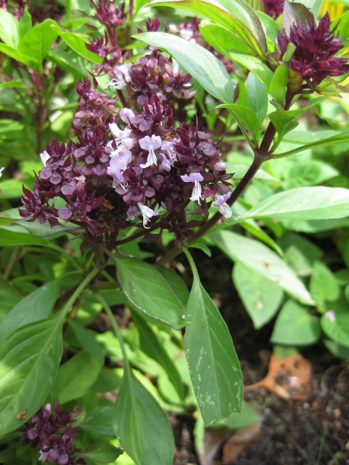 Thai Basil (Ocimum Basilicum Var. Thyrsiflora) — Unlike the more common Sweet Basil; this variety is ideal for adding both visual interest and aromatic