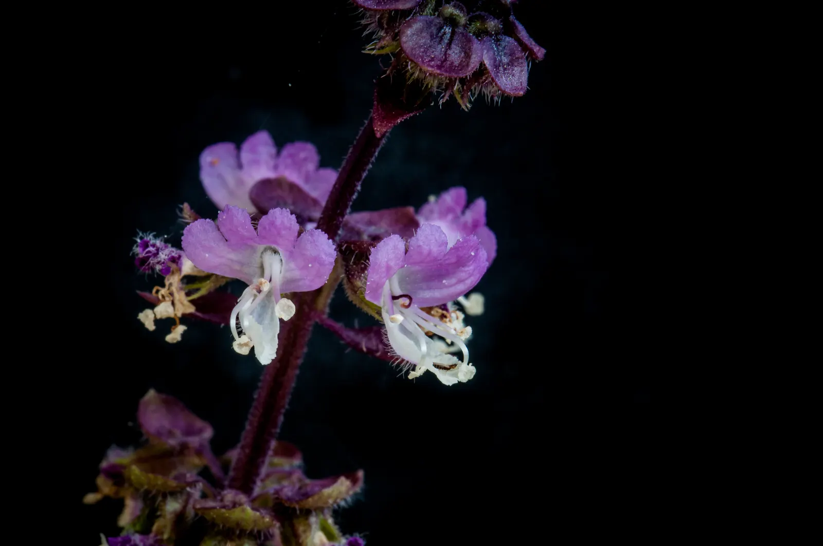 Thai Basil (Ocimum Basilicum Var. Thyrsiflora) — It is also advisable to shelter the plant from strong winds; reaching 12-18 inches in height