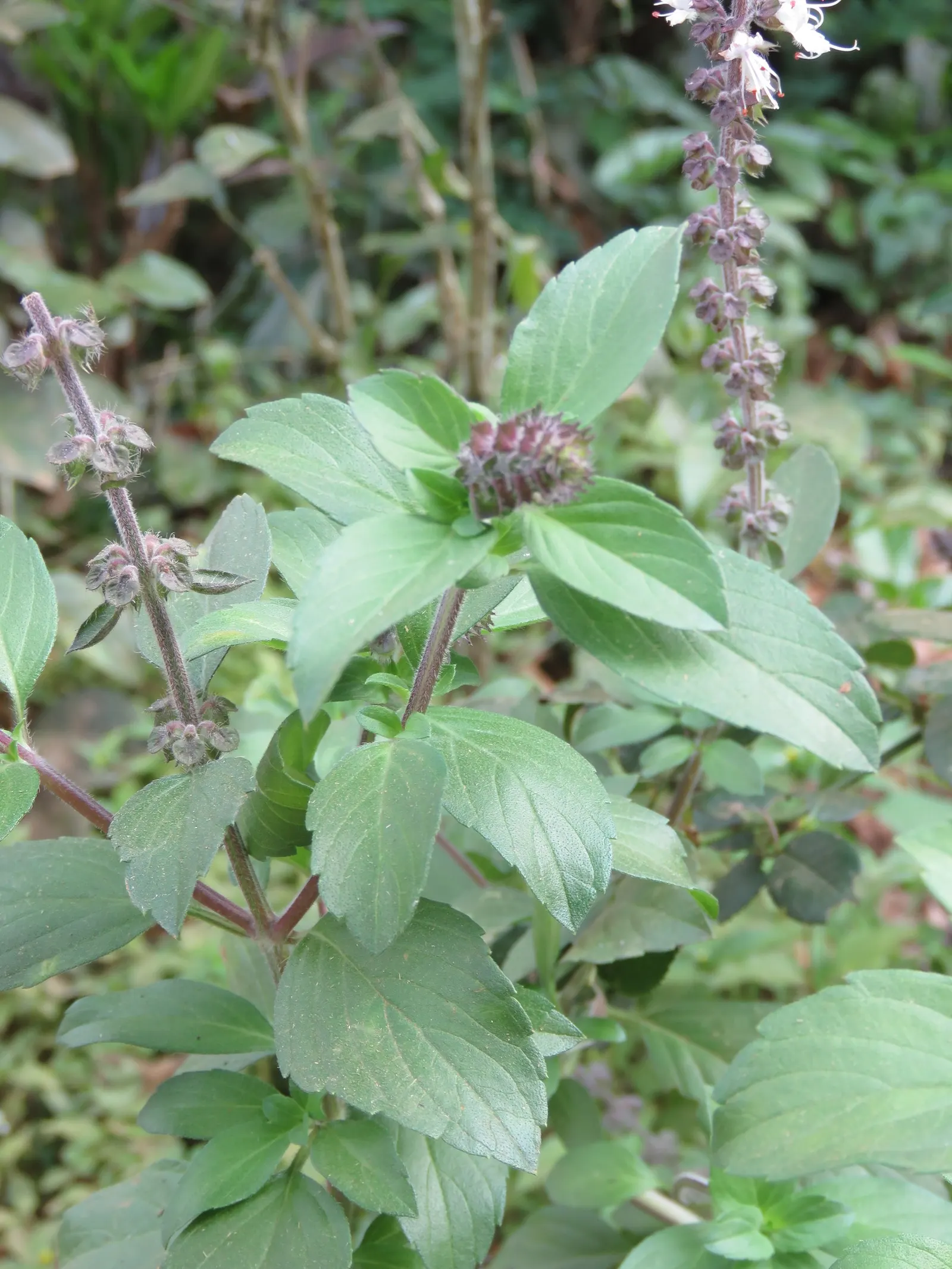 Thai Basil (Ocimum Basilicum Var. Thyrsiflora) — Unlike the more common Sweet Basil