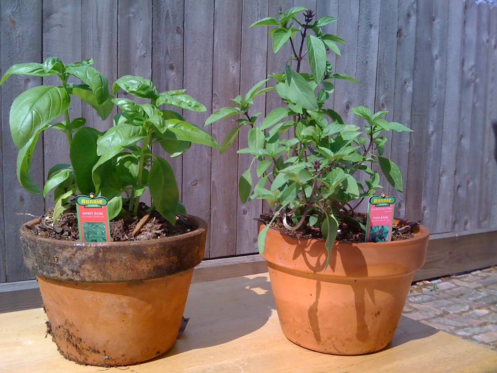 Thai Basil (Ocimum Basilicum Var. Thyrsiflora) — herb for full