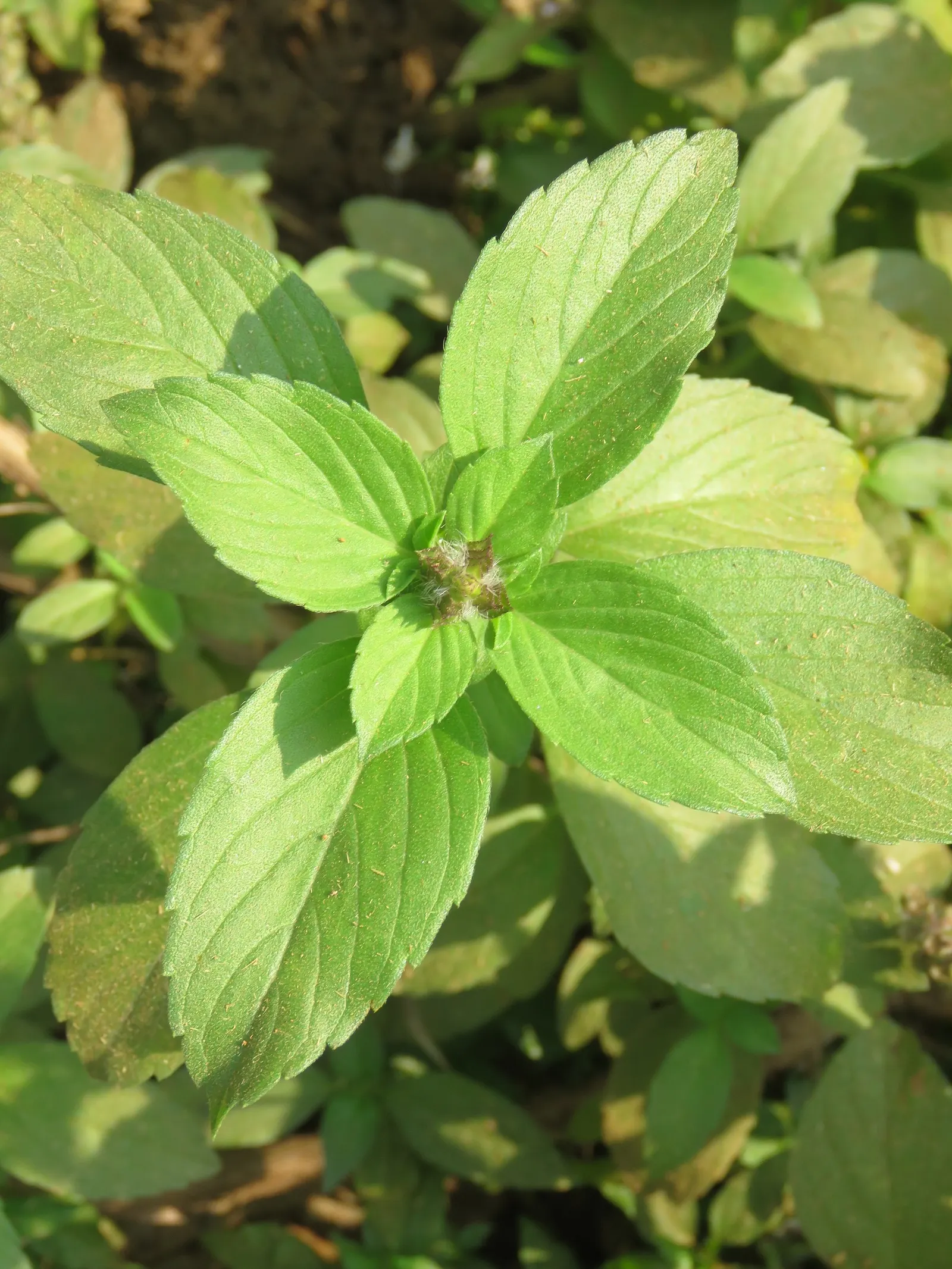 Thai Basil (Ocimum Basilicum Var. Thyrsiflora) — promoting bushier growth and extended flowering.<br><br>For an ideal landscape