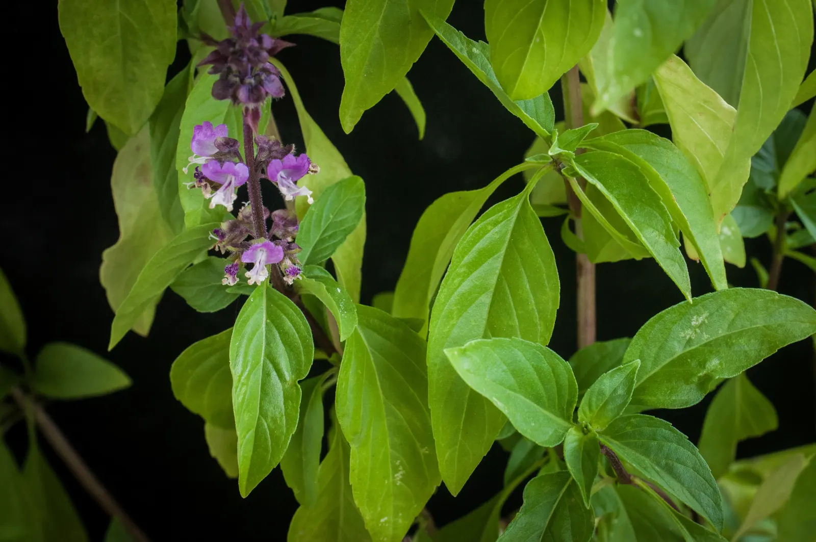 Thai Basil (Ocimum Basilicum Var. Thyrsiflora) — herb with multi-colored and purple and white blooms; the plant prefers well-draining soil with a neutral to