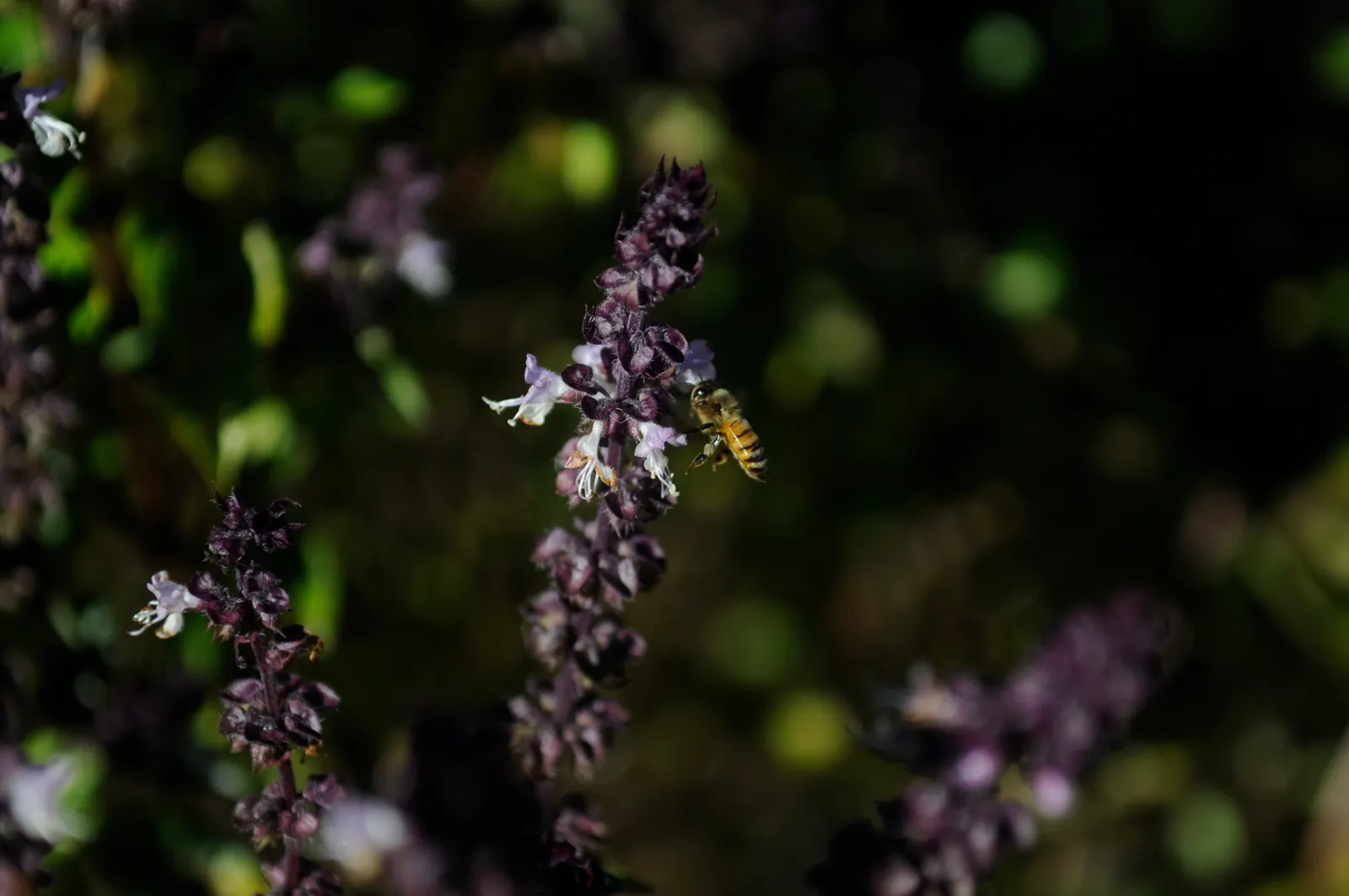 Thai Basil (Ocimum Basilicum Var. Thyrsiflora) — the leaves of Thai Basil are slightly smaller
