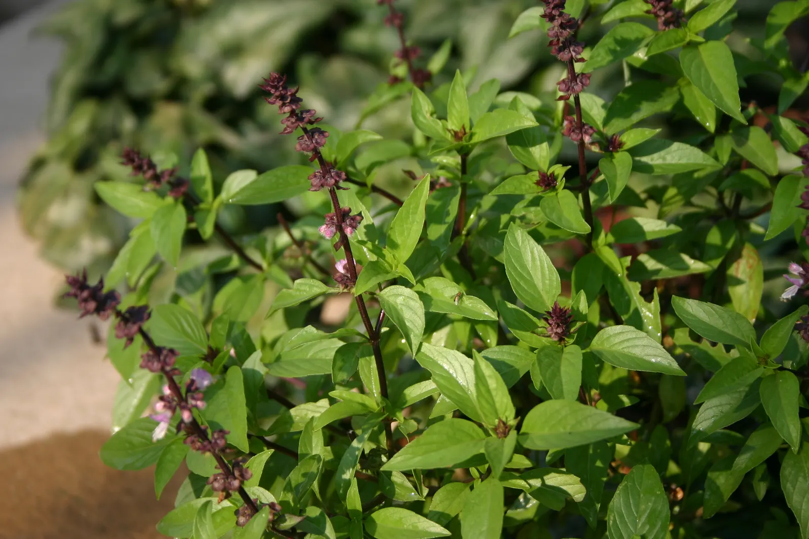 Thai Basil (Ocimum Basilicum Var. Thyrsiflora) — multi-colored and purple and white flowers in the garden; this herb is distinguished by its medium green