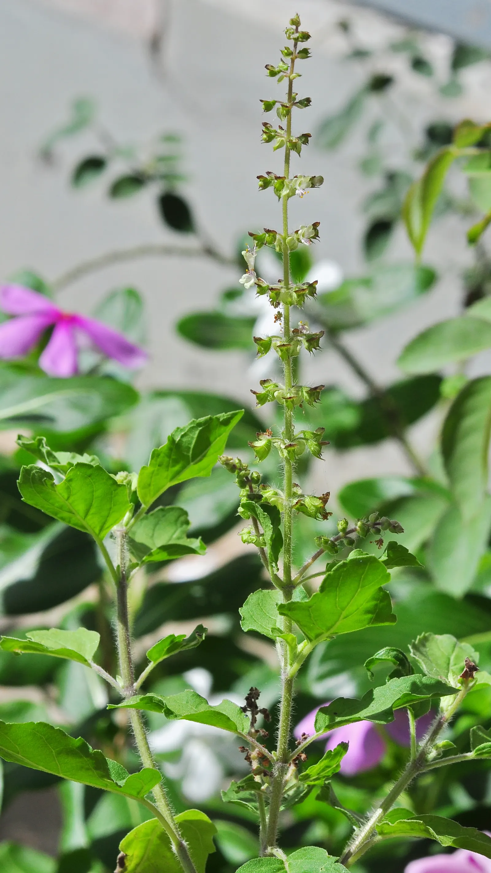 Thai Basil (Ocimum Basilicum Var. Thyrsiflora) — As an herb often used in Southeast Asian cuisine; thai Basil, scientifically named Ocimum basilicum var