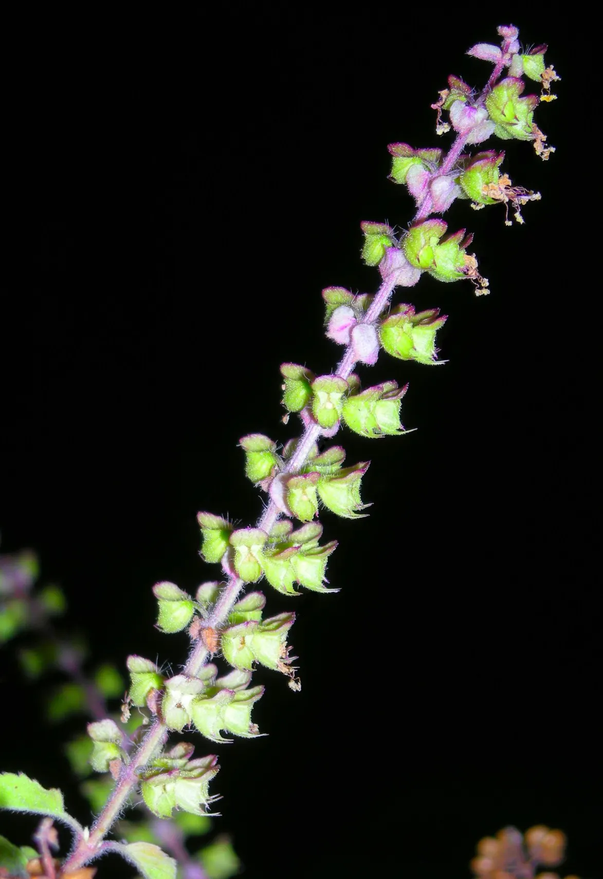 Thai Basil (Ocimum Basilicum Var. Thyrsiflora) — position Thai Basil in full sun where it will receive at least 6 to 8 hours of direct light daily, image 37