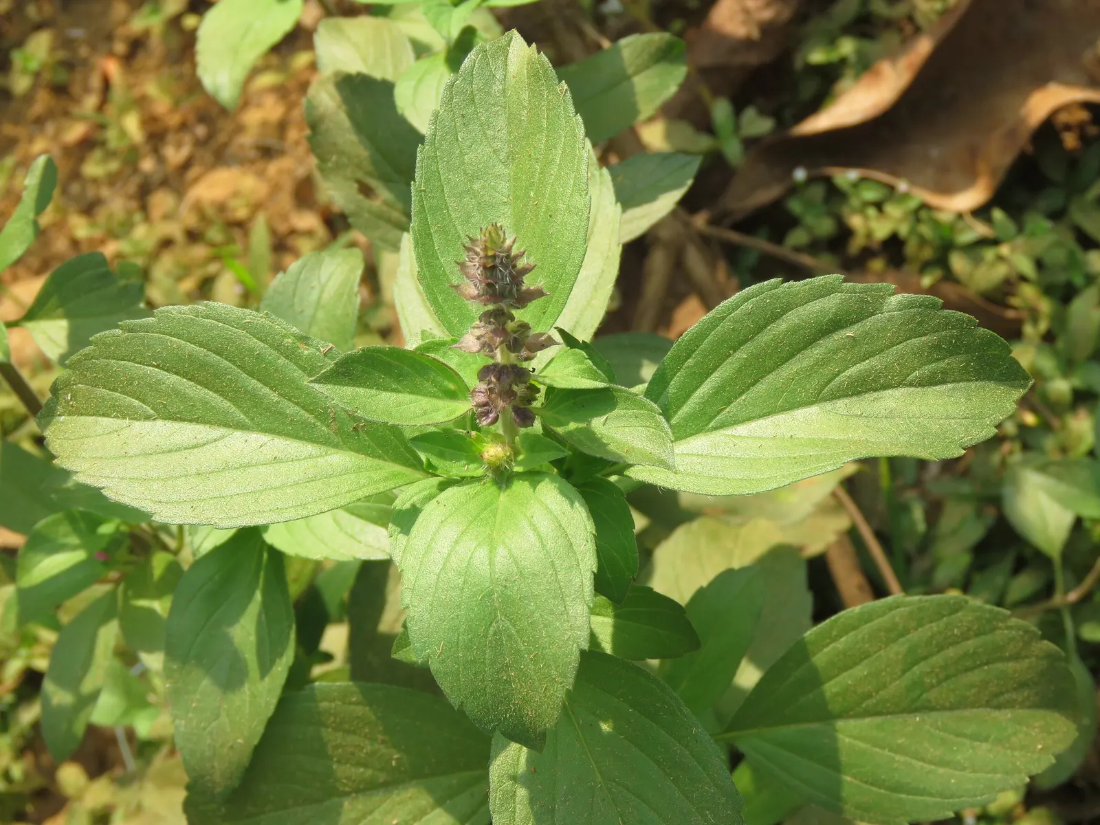 Thai Basil (Ocimum Basilicum Var. Thyrsiflora) — herb with multi-colored and purple and white blooms