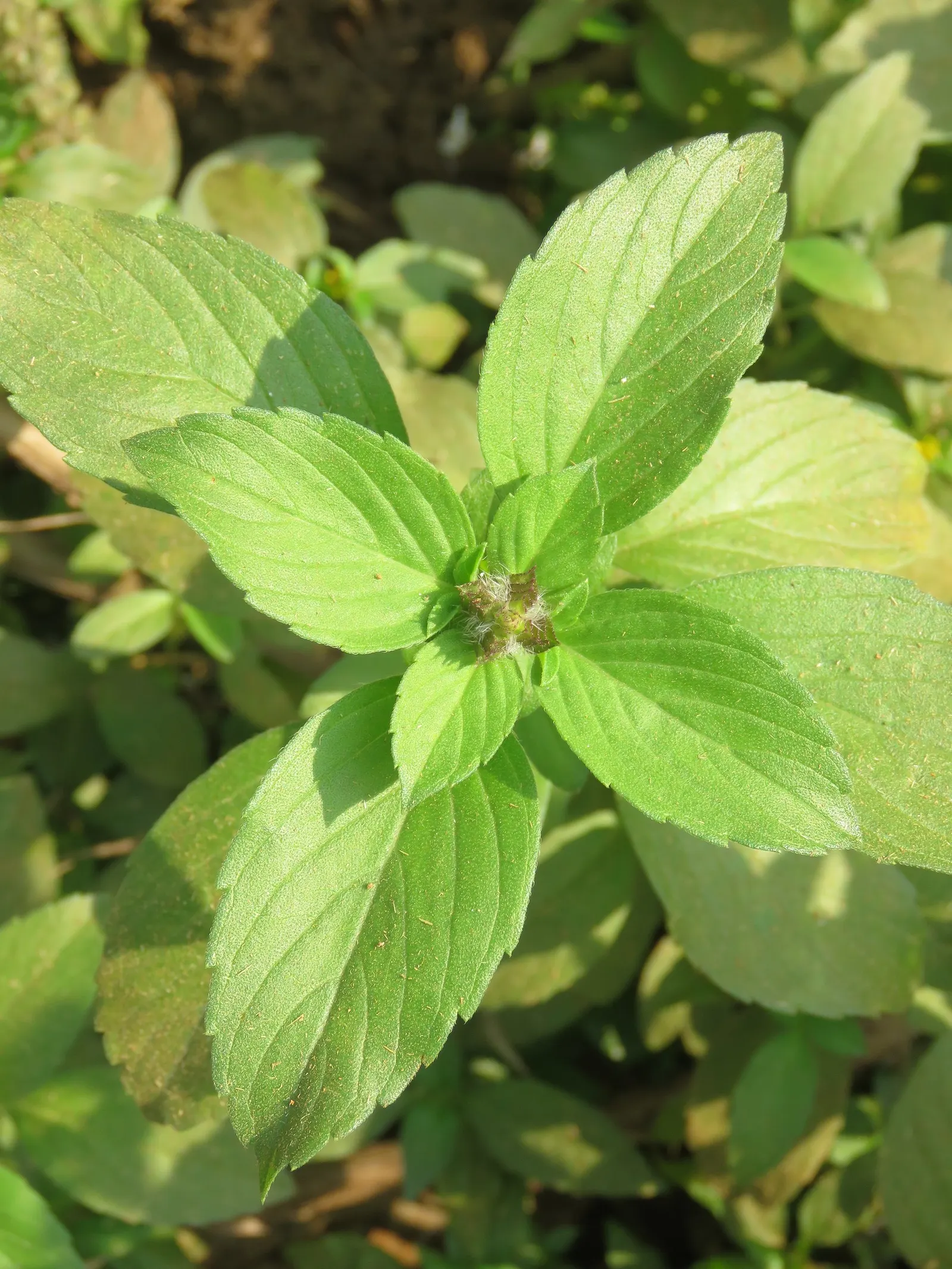 Thai Basil (Ocimum Basilicum Var. Thyrsiflora) — position Thai Basil in full sun where it will receive at least 6 to 8 hours of direct light daily to flourish