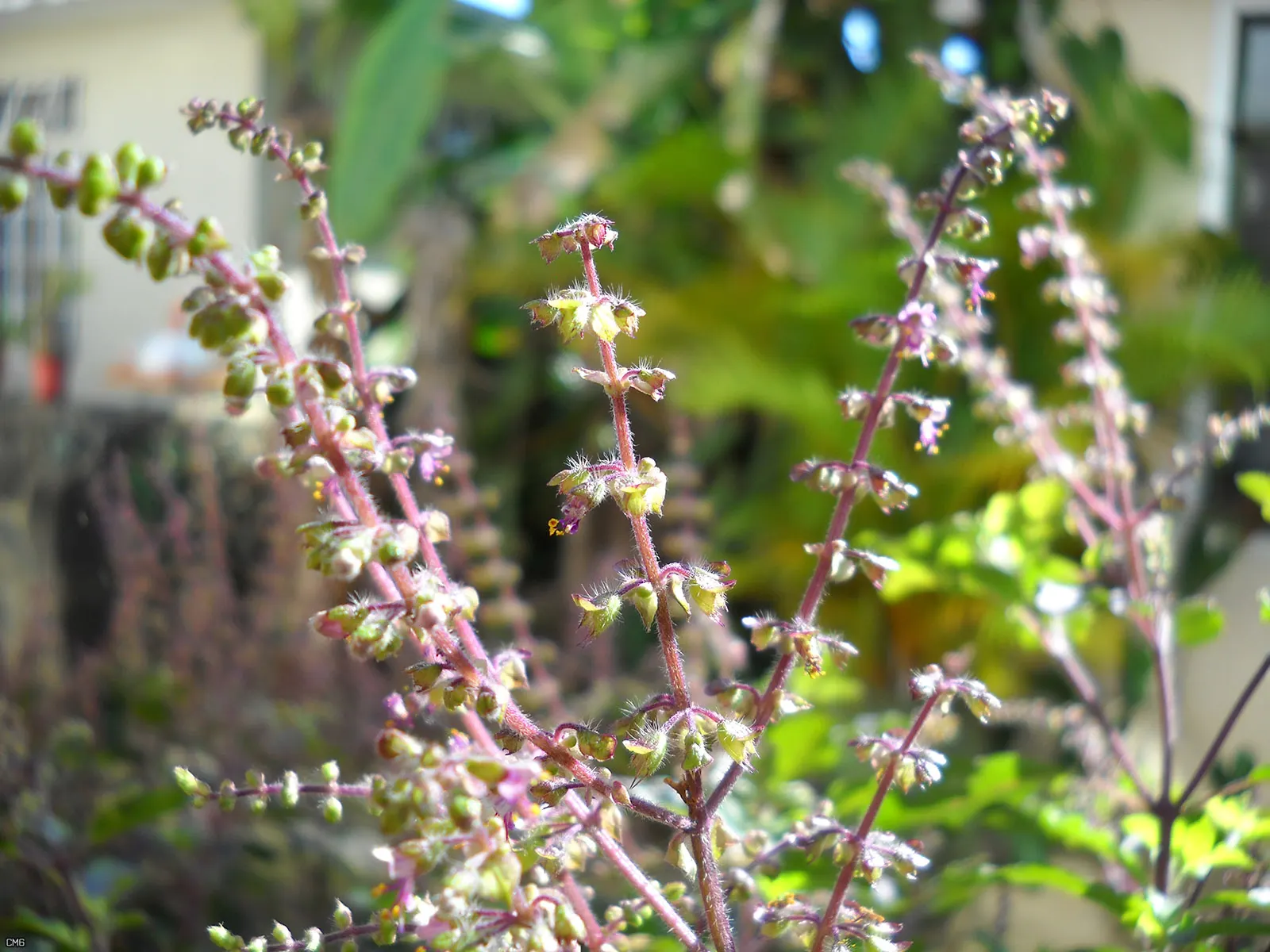 Thai Basil (Ocimum Basilicum Var. Thyrsiflora) — This herb is distinguished by its medium green foliage with a slight purple tinge and a unique