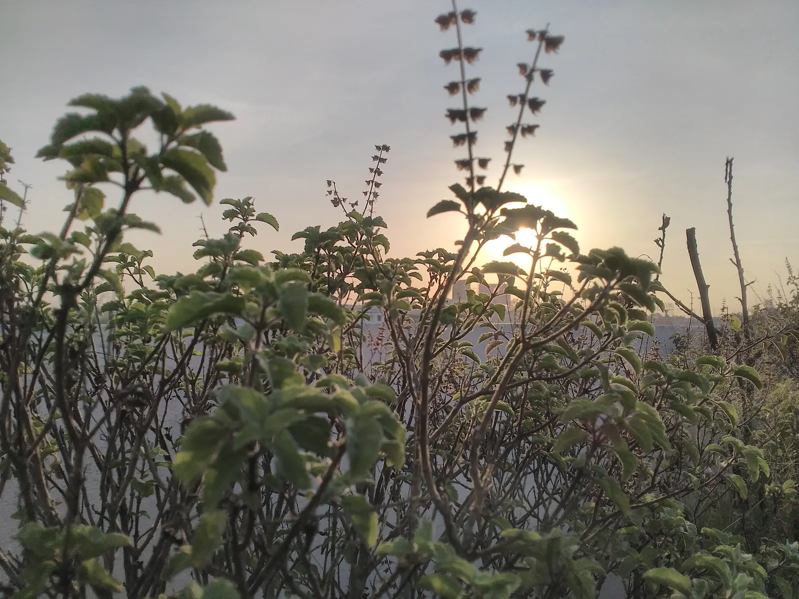 Thai Basil (Ocimum Basilicum Var. Thyrsiflora) — The plant prefers well-draining soil with a neutral to slightly acidic pH