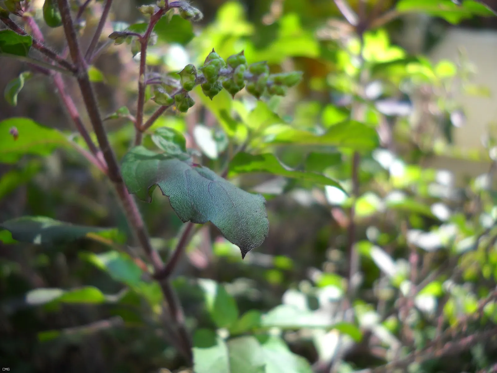 Thai Basil (Ocimum Basilicum Var. Thyrsiflora) — Thai Basil, scientifically named Ocimum basilicum var; as an herb often used in Southeast Asian cuisine