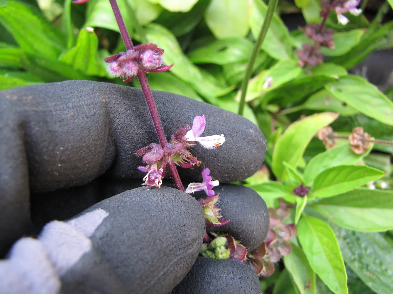 Thai Basil (Ocimum Basilicum Var. Thyrsiflora) — It is also advisable to shelter the plant from strong winds