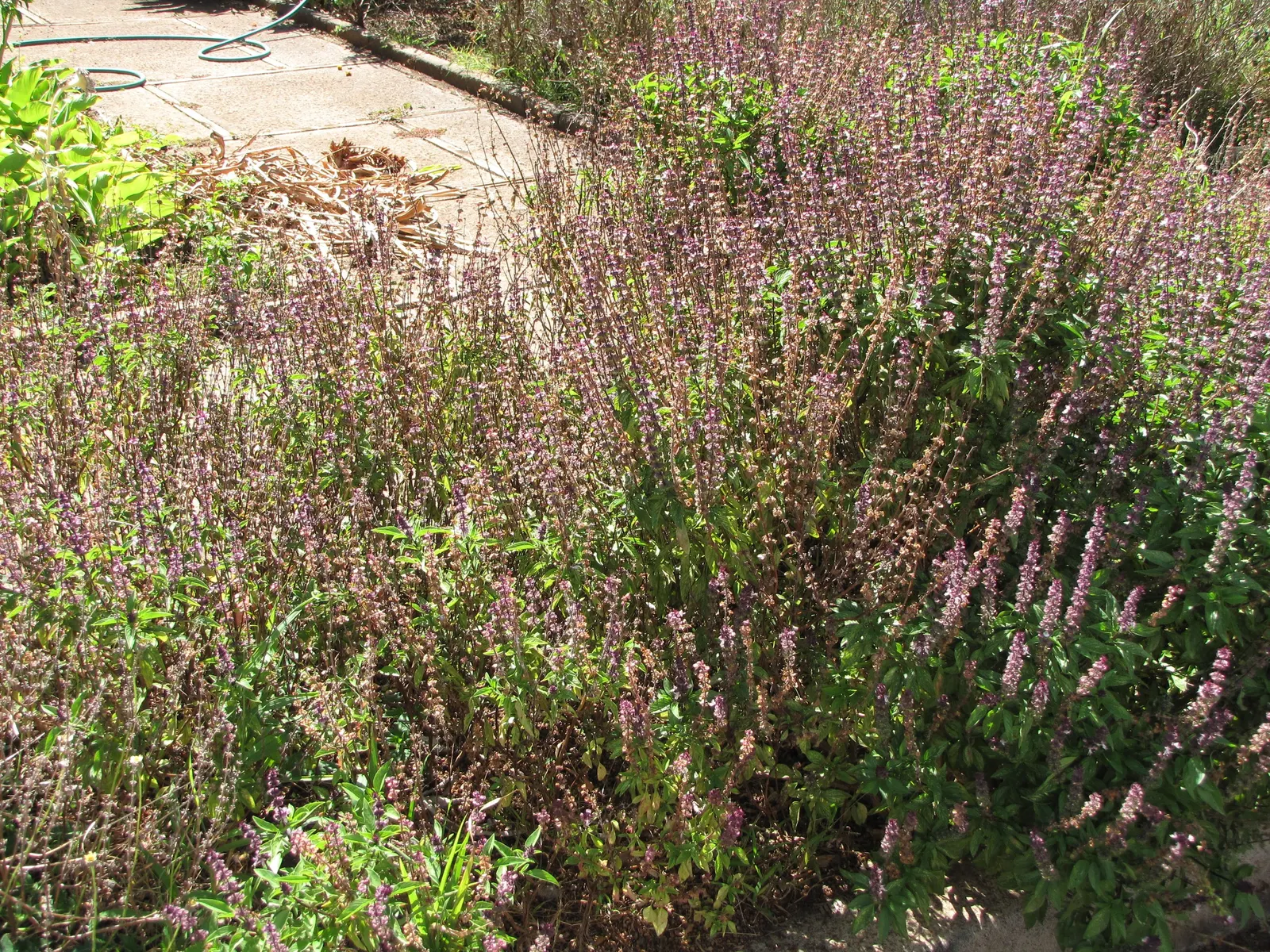 Thai Basil (Ocimum Basilicum Var. Thyrsiflora) — Adaptable to well-draining soil and preferring full sun (6+ hours daily)