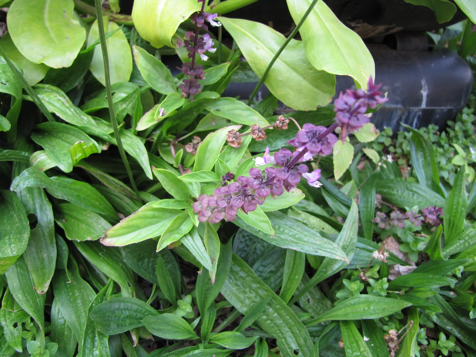 Thai Basil (Ocimum Basilicum Var. Thyrsiflora) — promoting bushier growth and extended flowering.<br><br>For an ideal landscape; the leaves of Thai Basil are