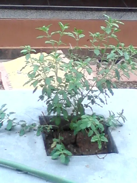 Thai Basil (Ocimum Basilicum Var. Thyrsiflora) — Adaptable to well-draining soil and preferring full sun (6+ hours daily); thai Basil (Ocimum basilicum var