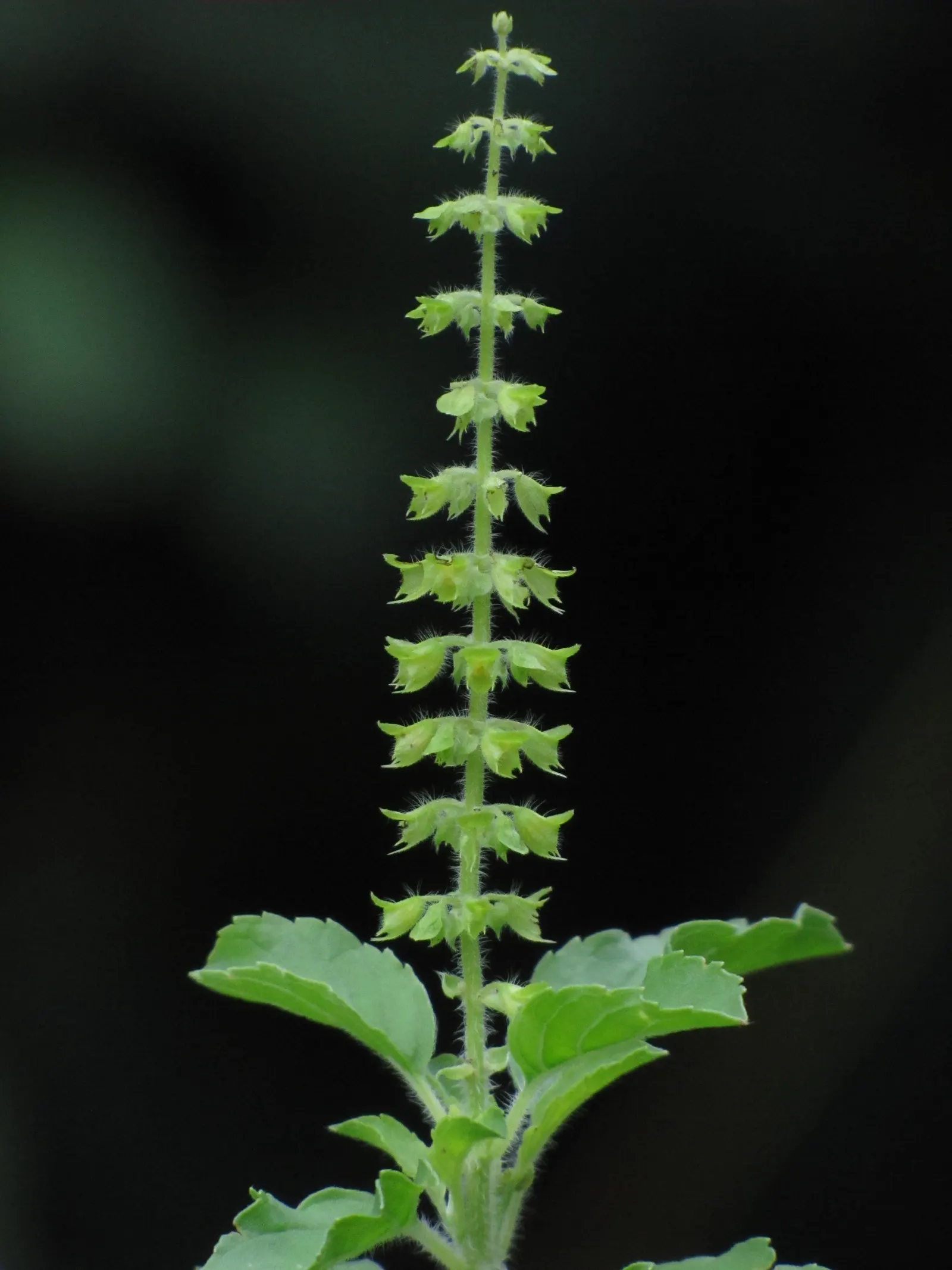 Thai Basil (Ocimum Basilicum Var. Thyrsiflora) — ensuring the soil stays consistently moist but not waterlogged; where it can grow year-round