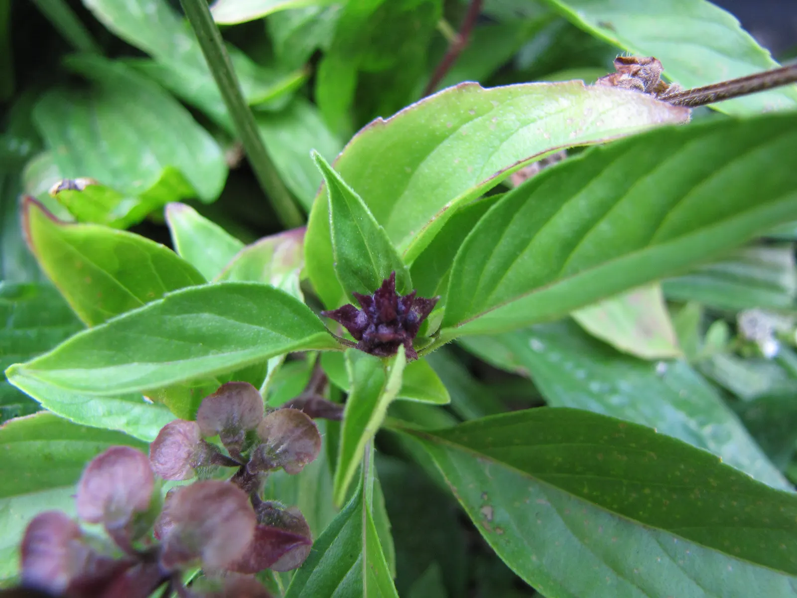 Thai Basil (Ocimum Basilicum Var. Thyrsiflora) — As an herb often used in Southeast Asian cuisine